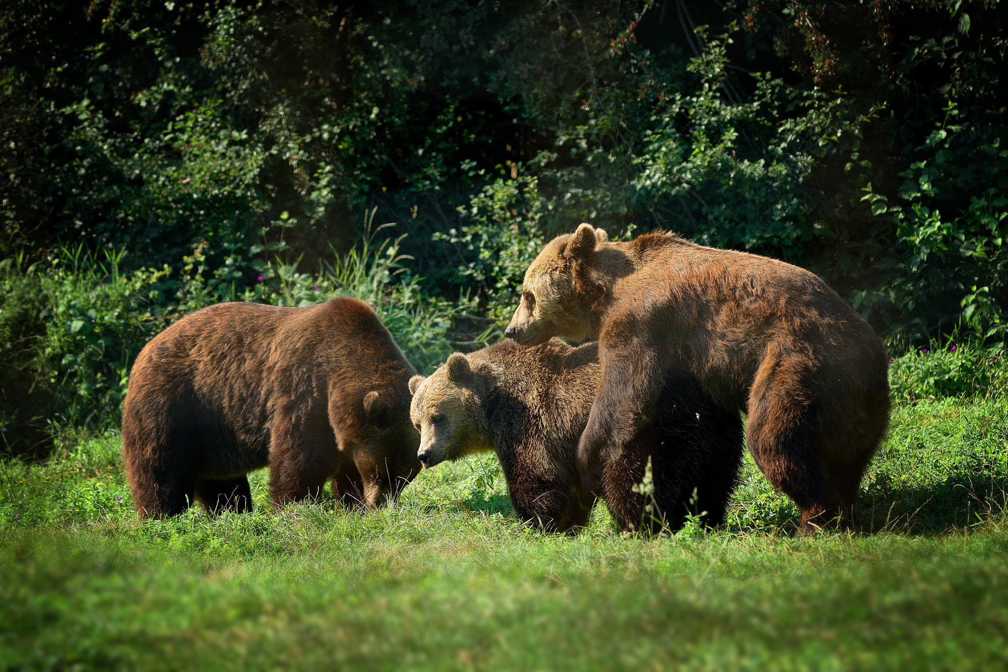 Medvěd hnědý Libearty Sanctuary Zarnesti