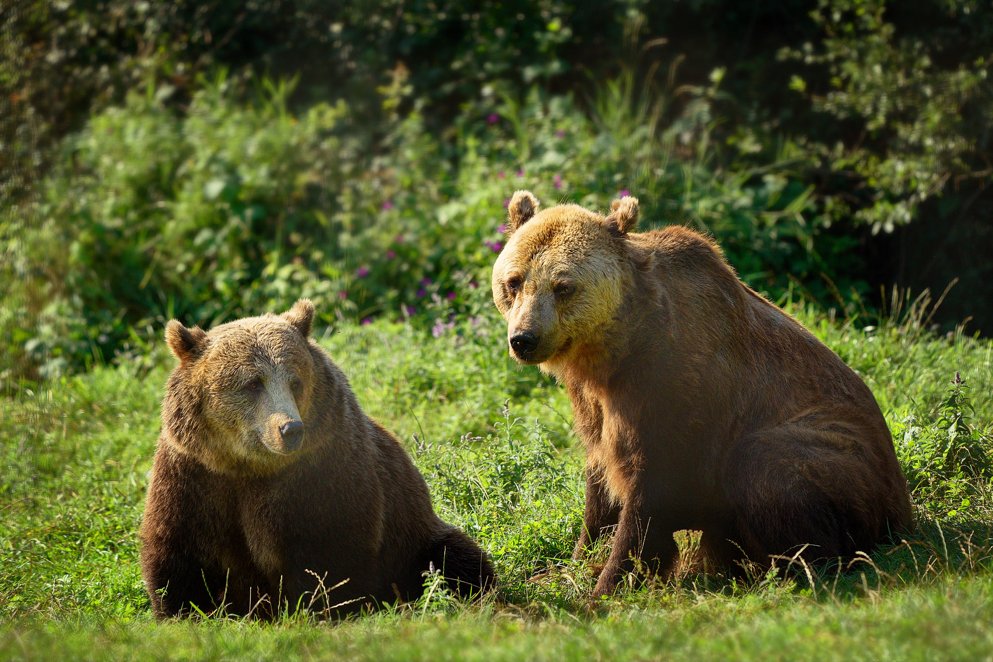 Medvěd hnědý Libearty Sanctuary Zarnesti