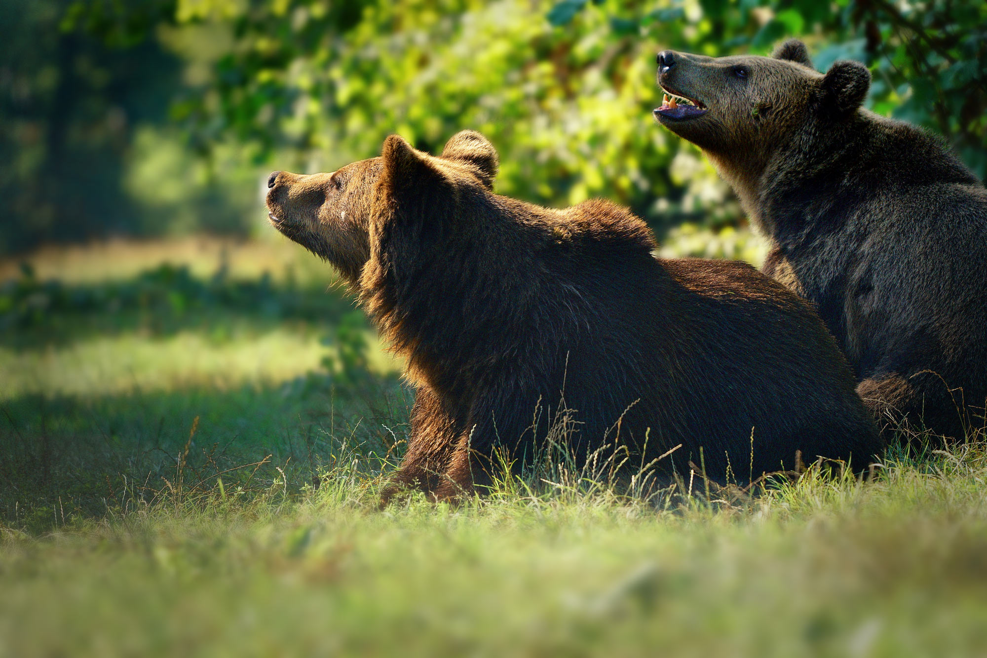 Medvěd hnědý Libearty Sanctuary Zarnesti