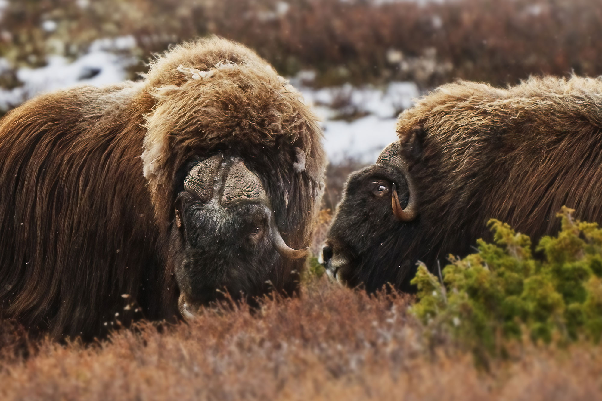 Pižmoň severní (Ovibos moschatus) Dovrefjell, Norsko