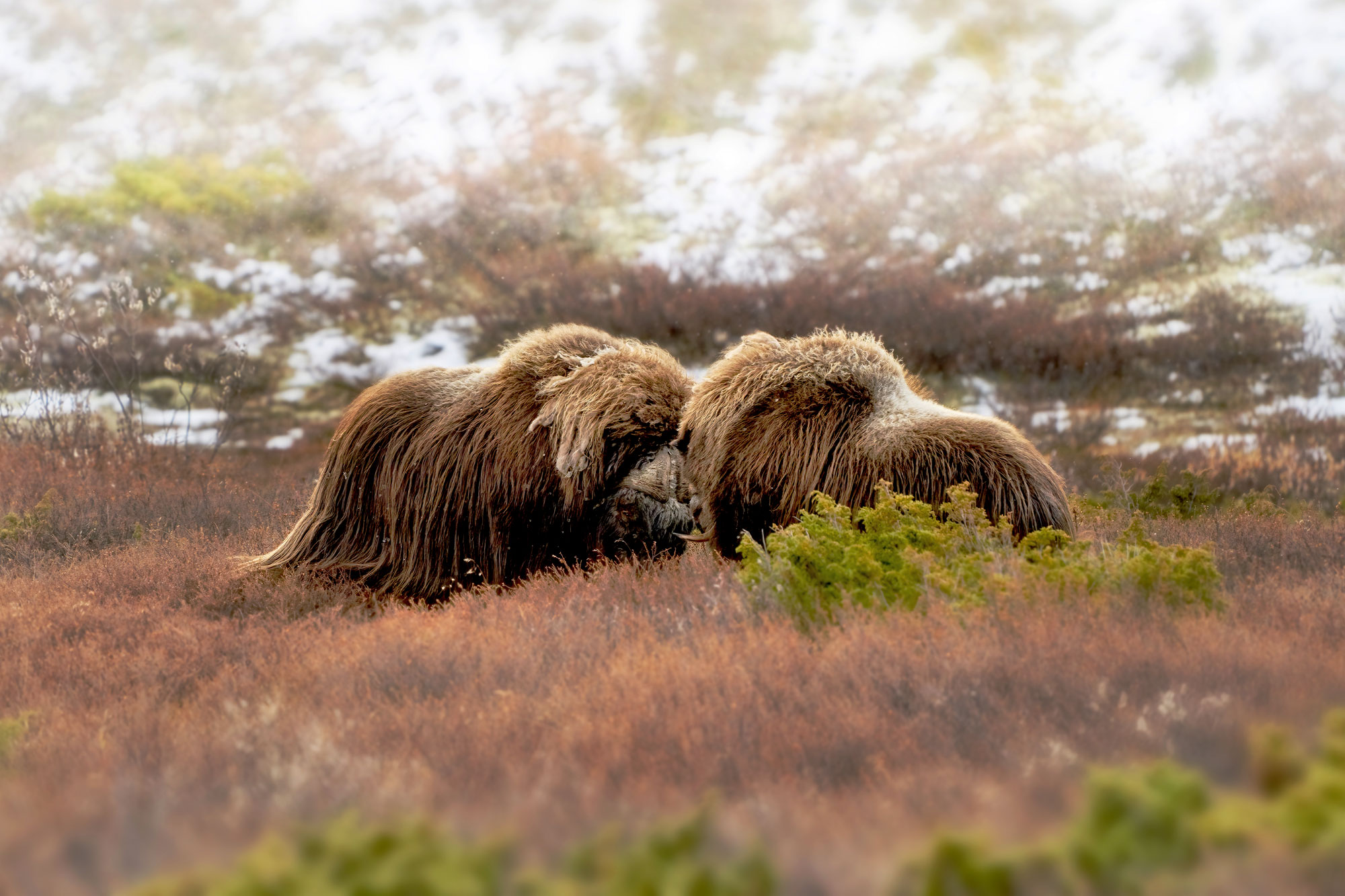 Pižmoň severní (Ovibos moschatus) Dovrefjell, Norsko