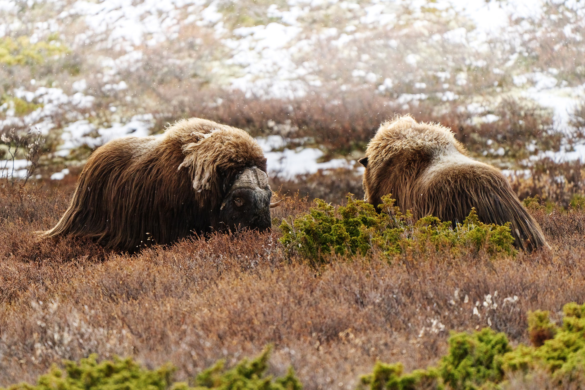 Pižmoň severní (Ovibos moschatus) Dovrefjell, Norsko