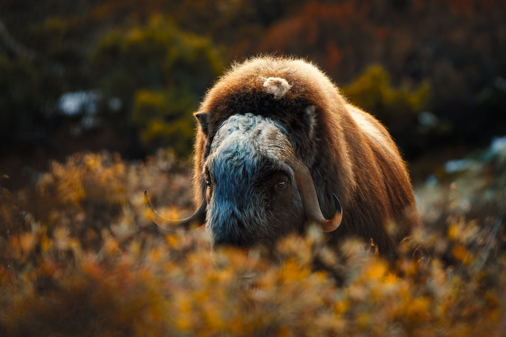 Pižmoň severní (Ovibos moschatus) Dovrefjell, Norsko