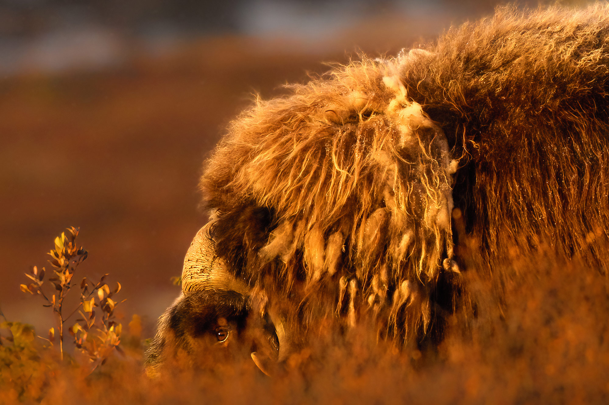 Pižmoň severní (Ovibos moschatus) Dovrefjell, Norsko