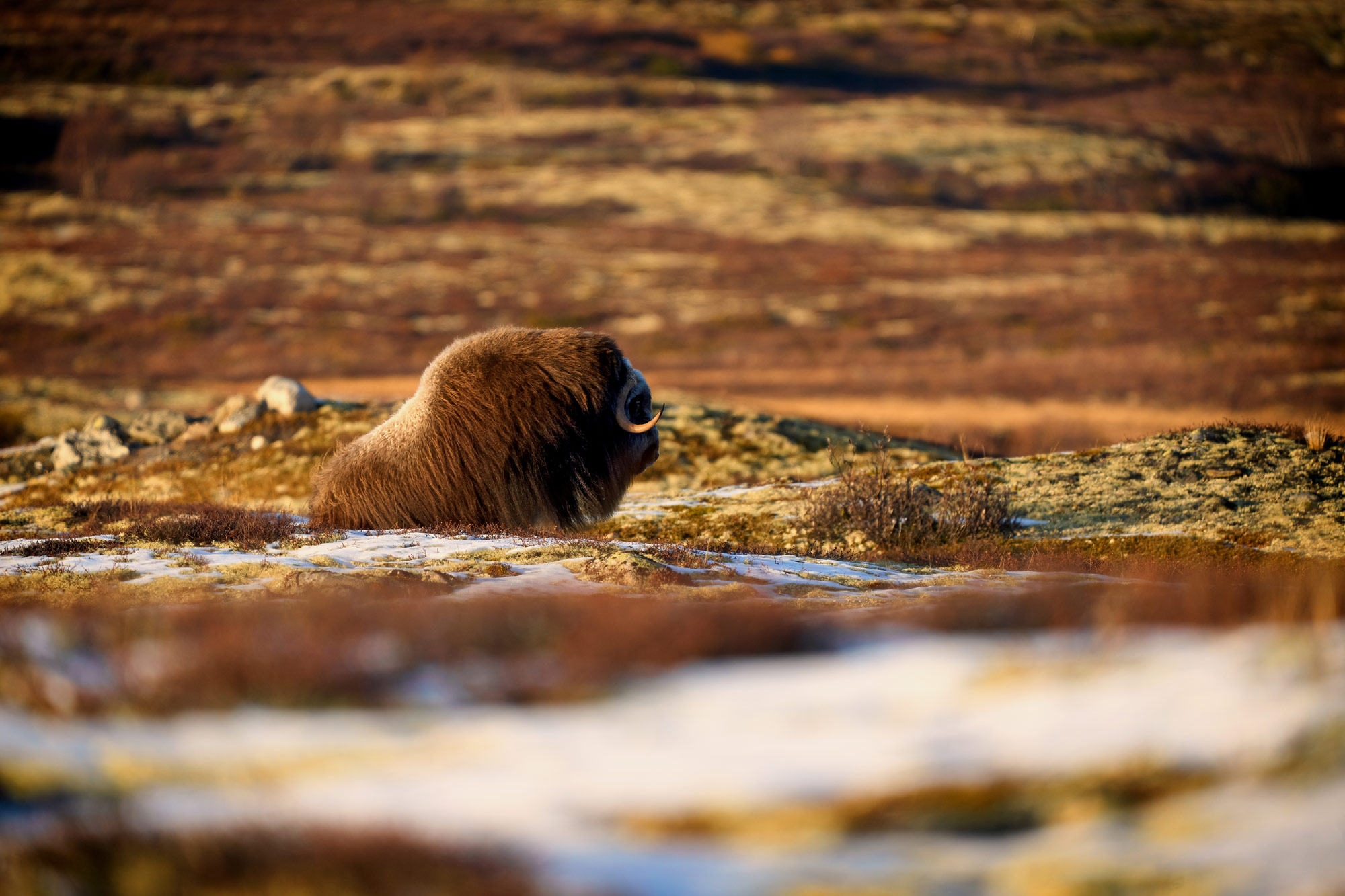 Pižmoň severní (Ovibos moschatus) Dovrefjell, Norsko