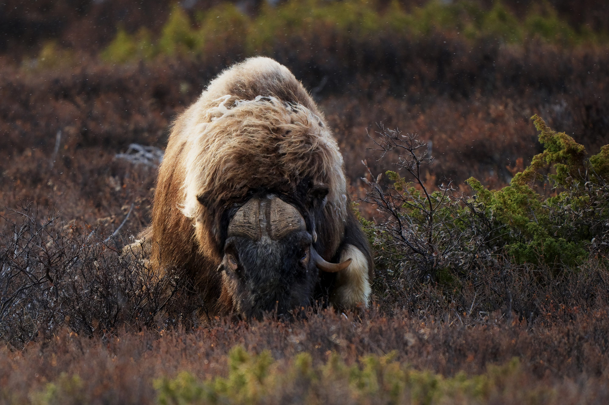 Pižmoň severní (Ovibos moschatus) Dovrefjell, Norsko