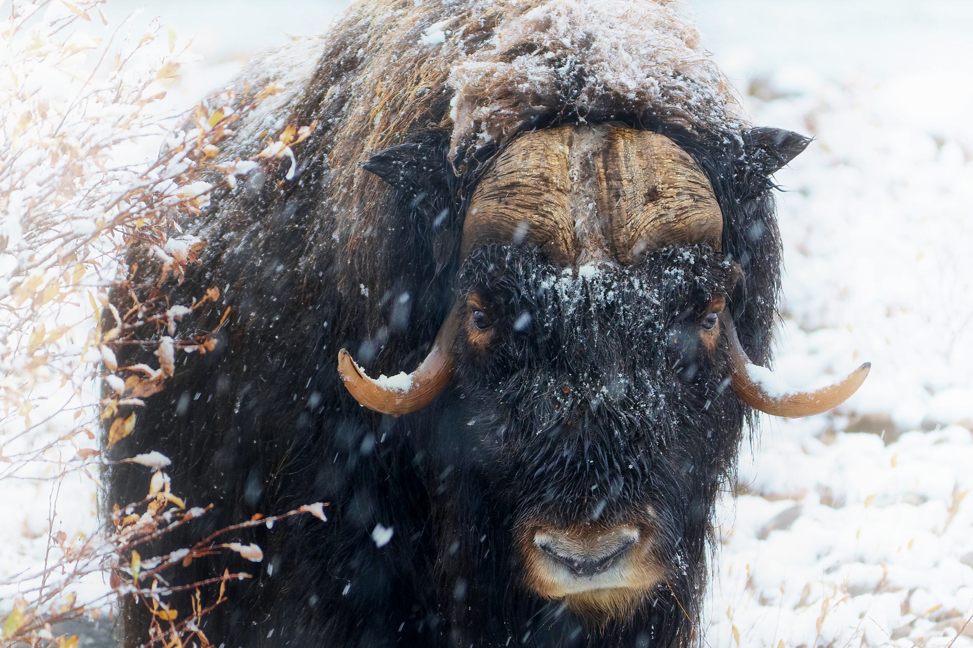 Pižmoň severní (Ovibos moschatus), Dovrefjell, Norsko