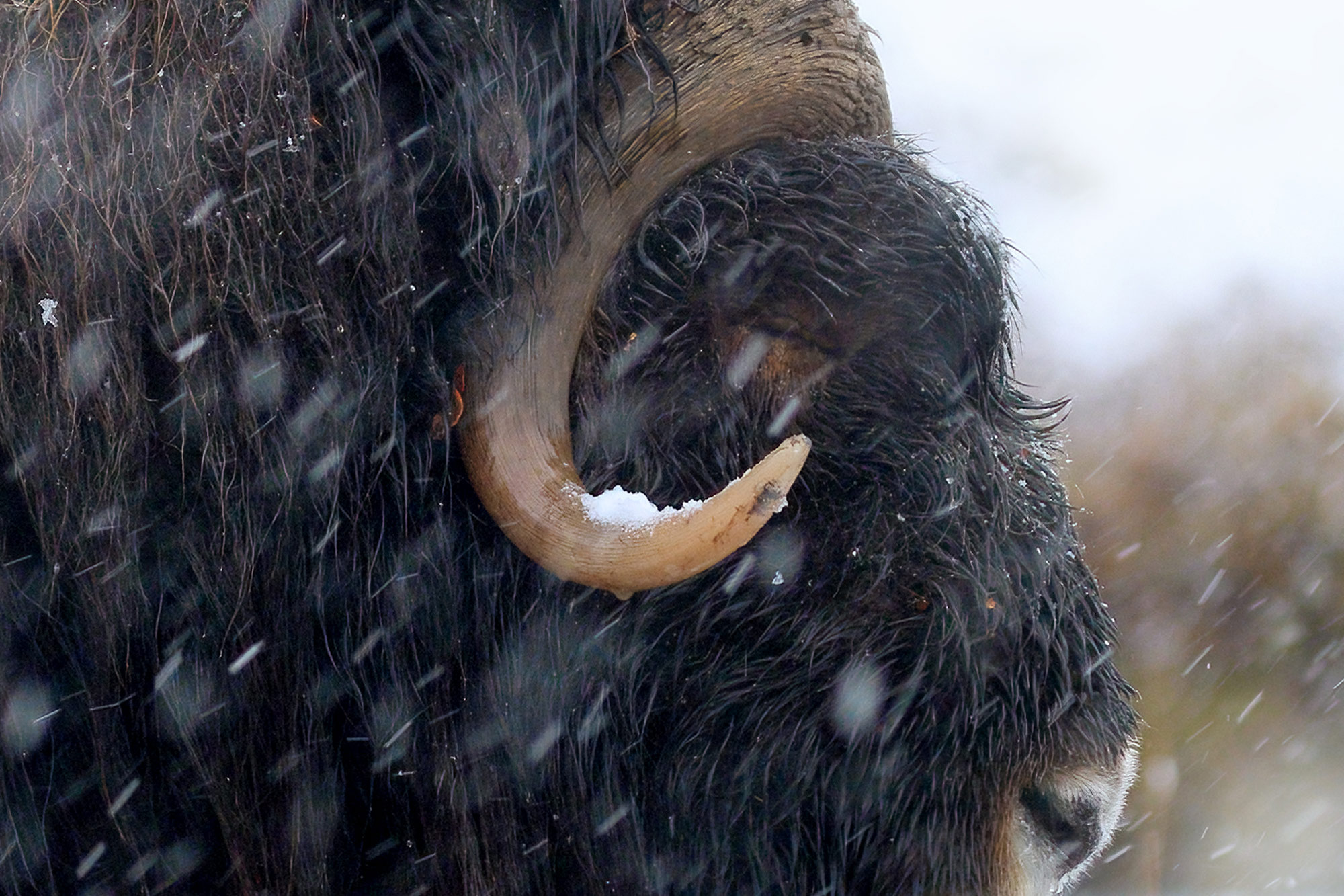 Pižmoň severní (Ovibos moschatus), Dovrefjell, Norsko