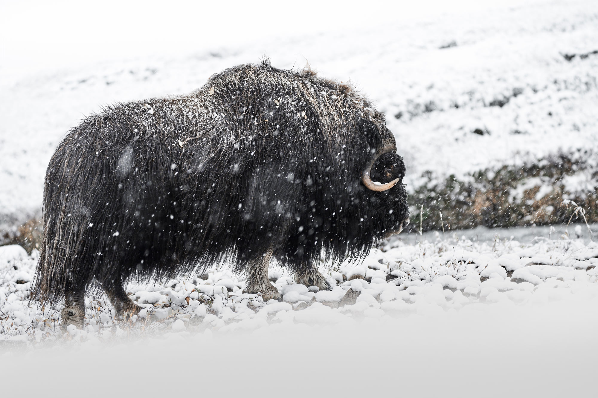 Pižmoň severní (Ovibos moschatus), Dovrefjell, Norsko