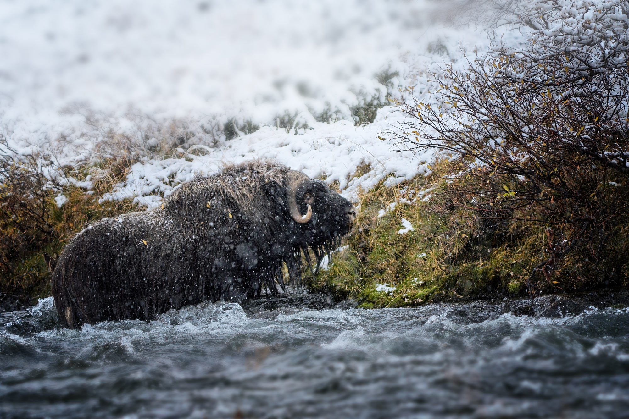 Pižmoň severní (Ovibos moschatus), Dovrefjell, Norsko