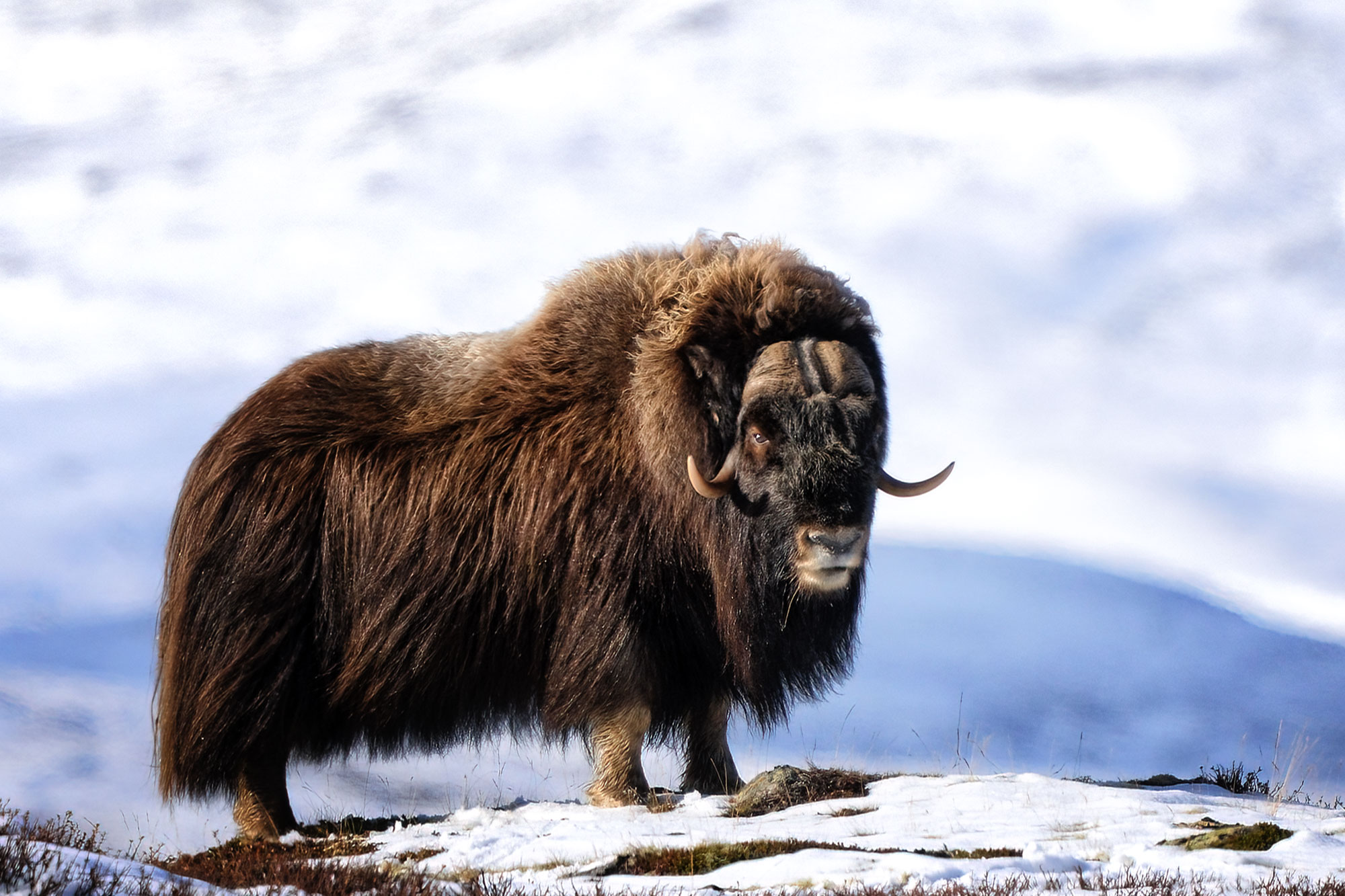 Pižmoň severní (Ovibos moschatus), Dovrefjell, Norsko