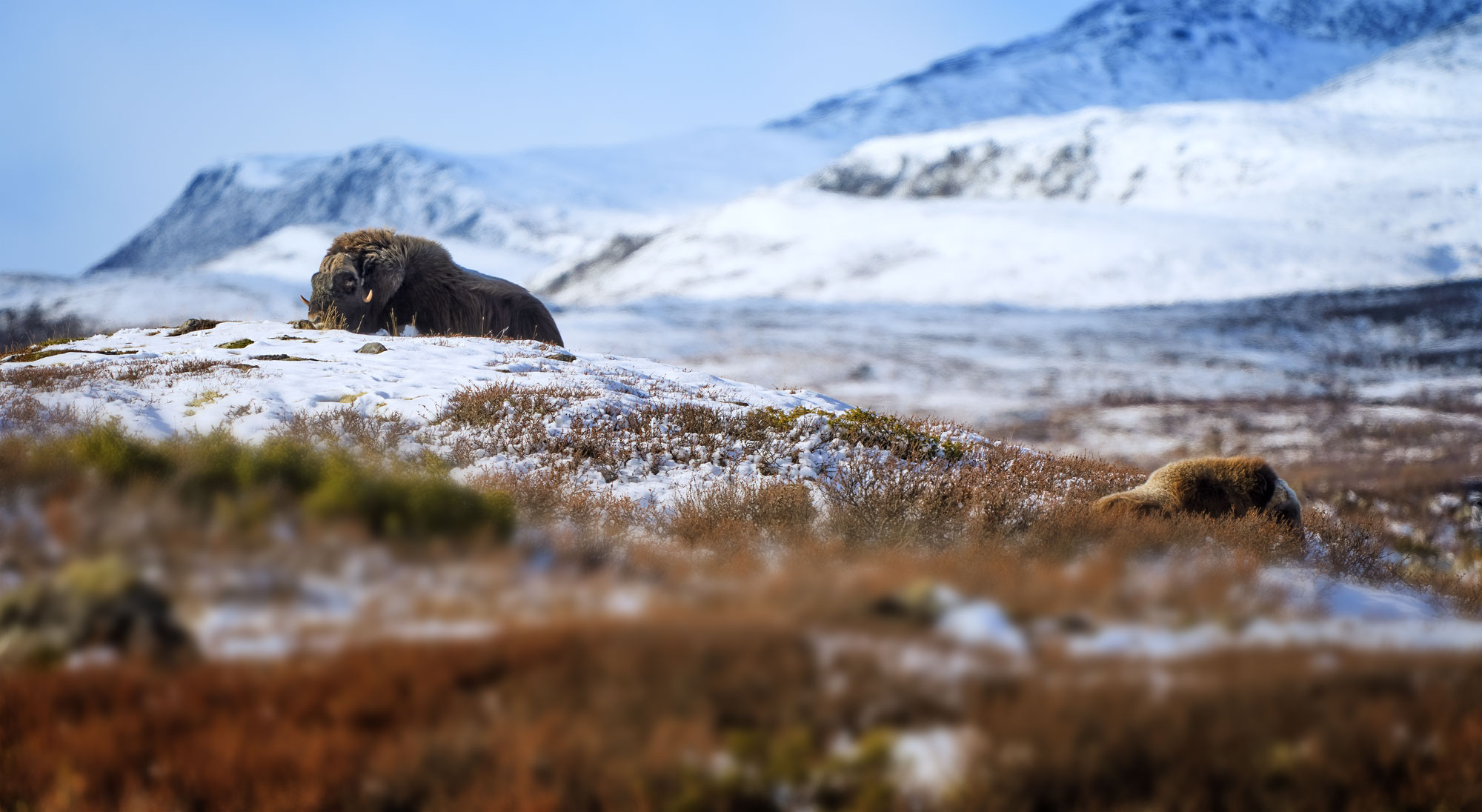 Pižmoň severní (Ovibos moschatus), Dovrefjell, Norsko