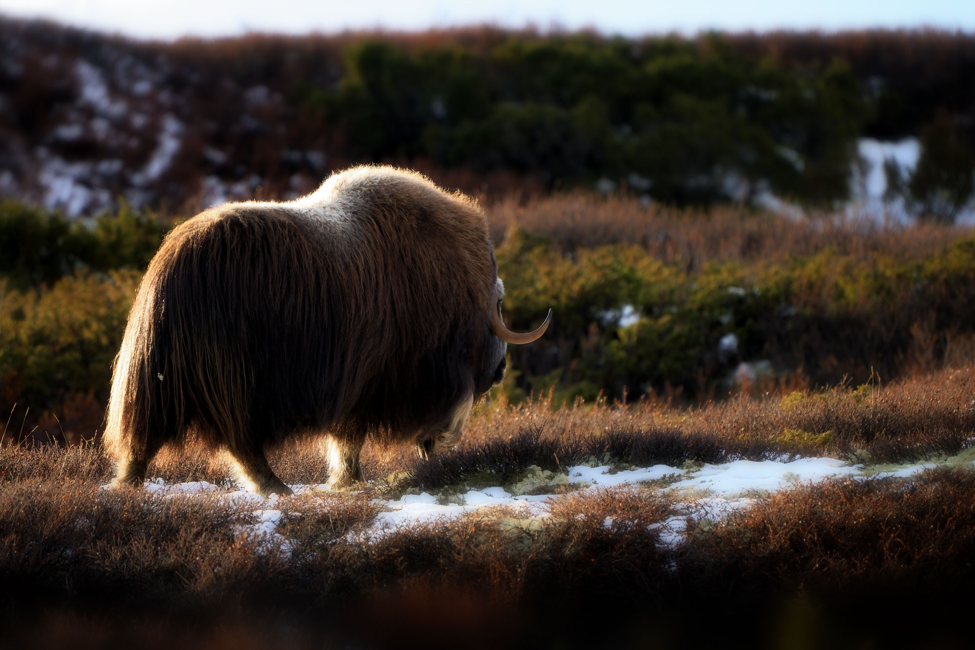 Pižmoň severní (Ovibos moschatus), Dovrefjell, Norsko