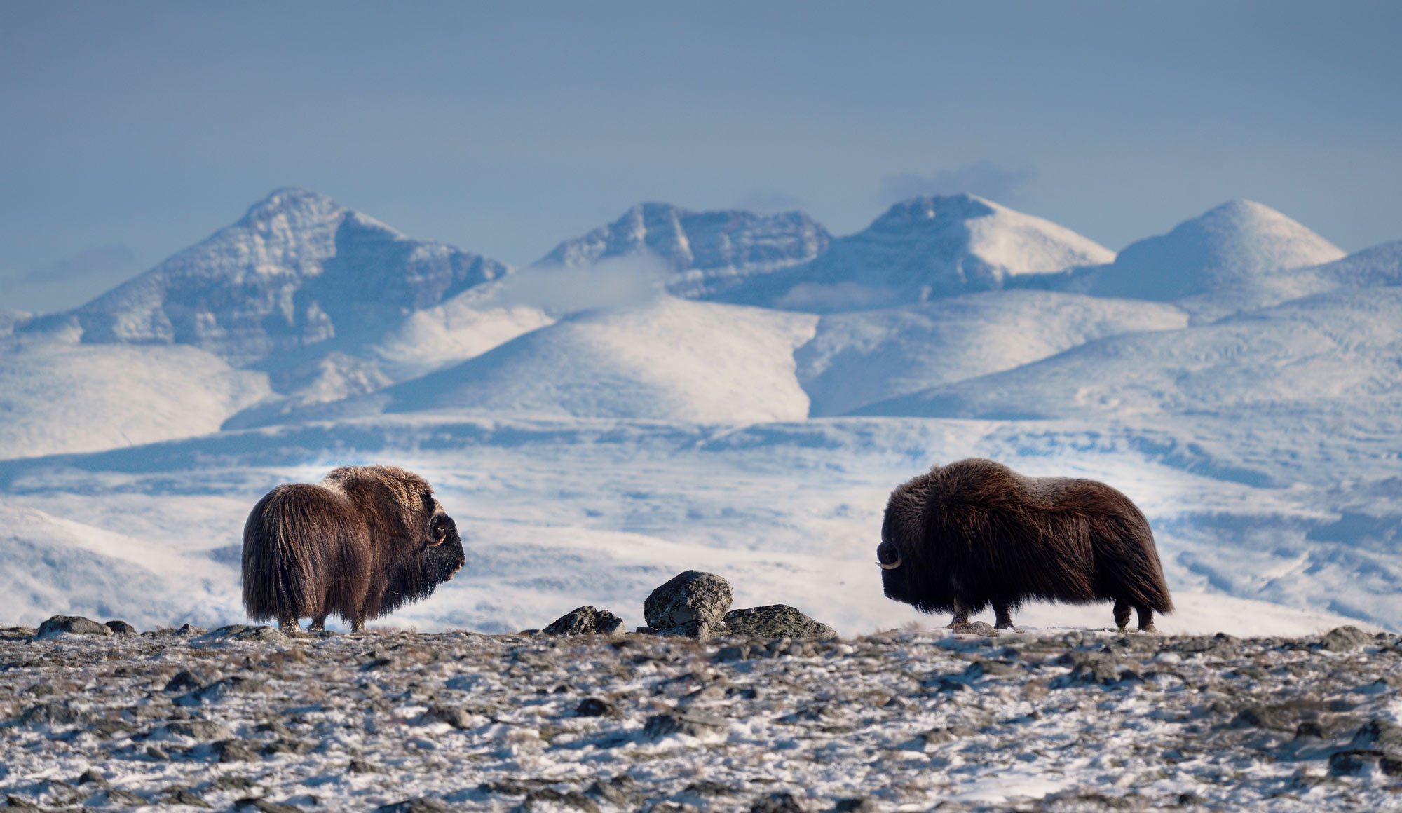 Pižmoň severní (Ovibos moschatus) Dovrefjell, Norsko