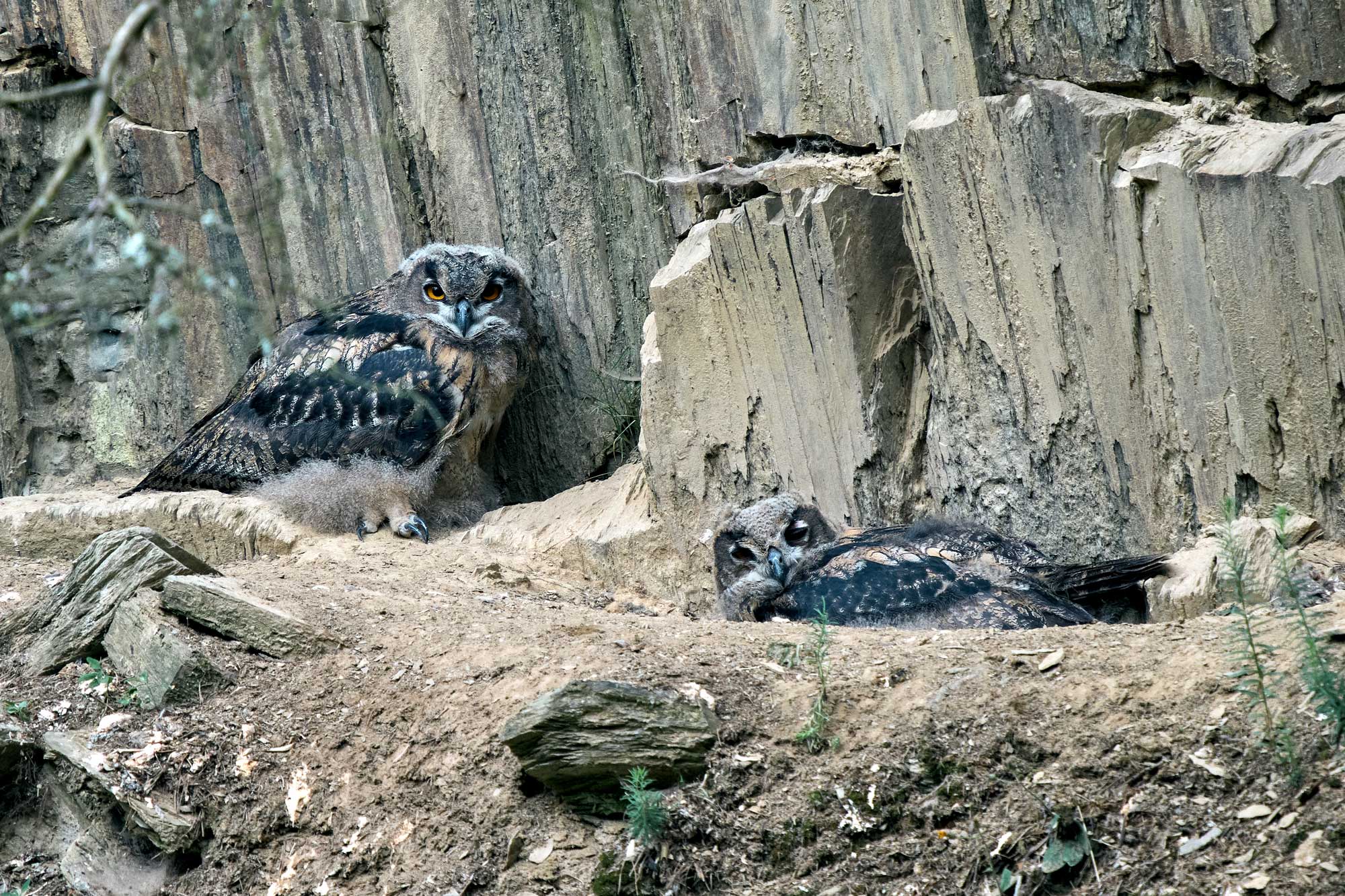 Výr velký (Bubo bubo)