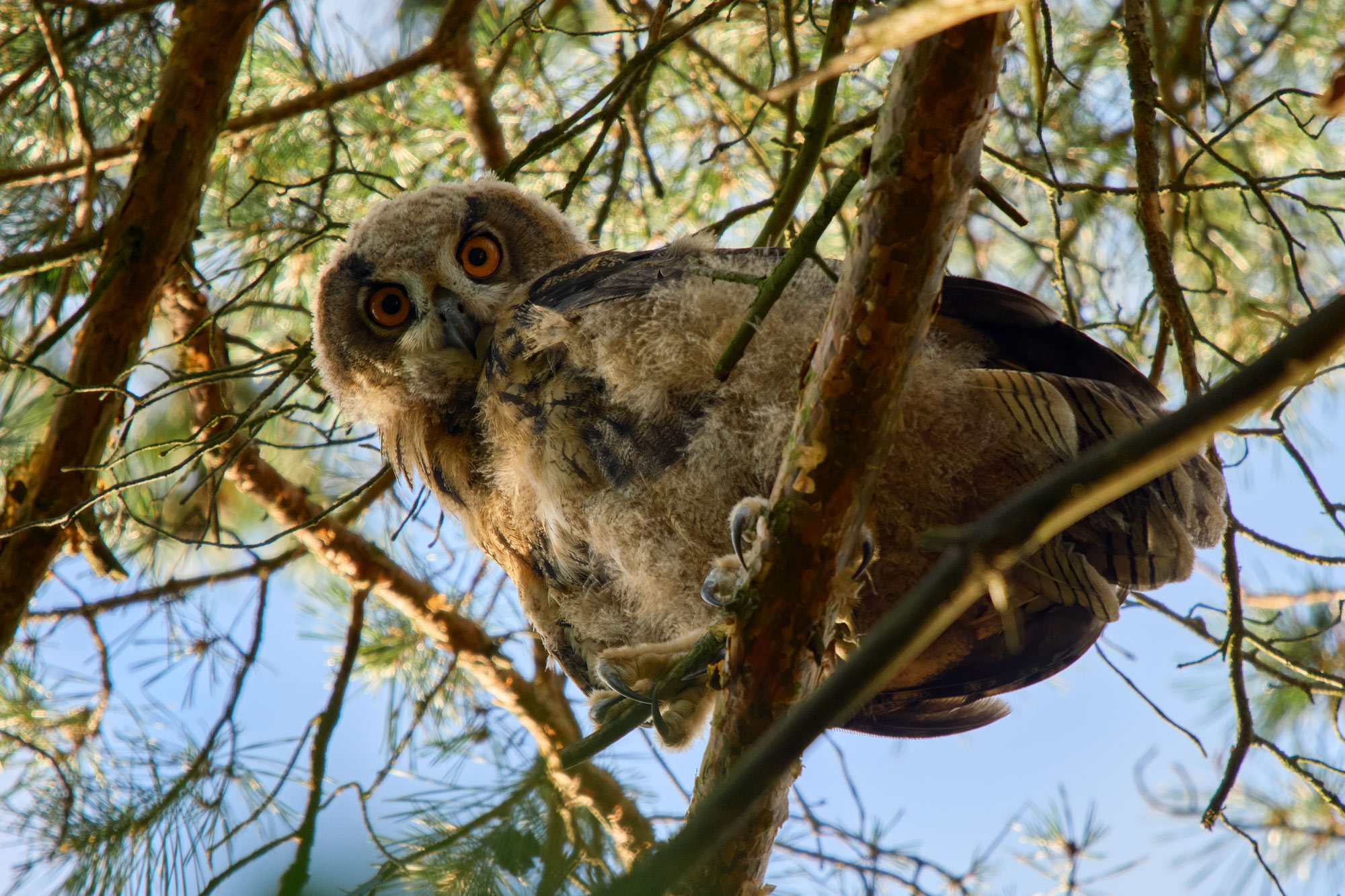 Výr velký (Bubo bubo) hnízdění na Hvozdnici