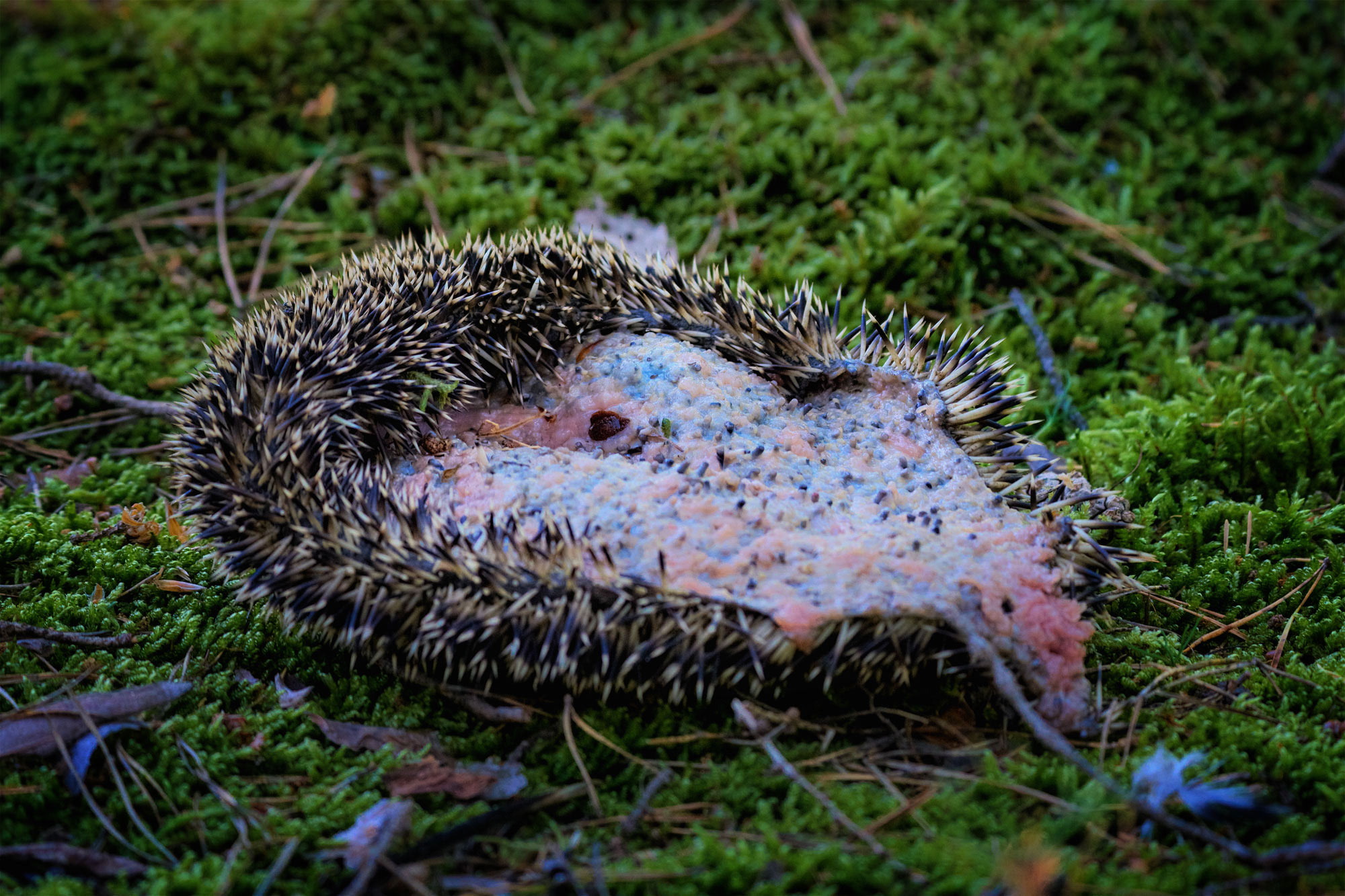 Výr velký (Bubo bubo) hnízdění na Hvozdnici