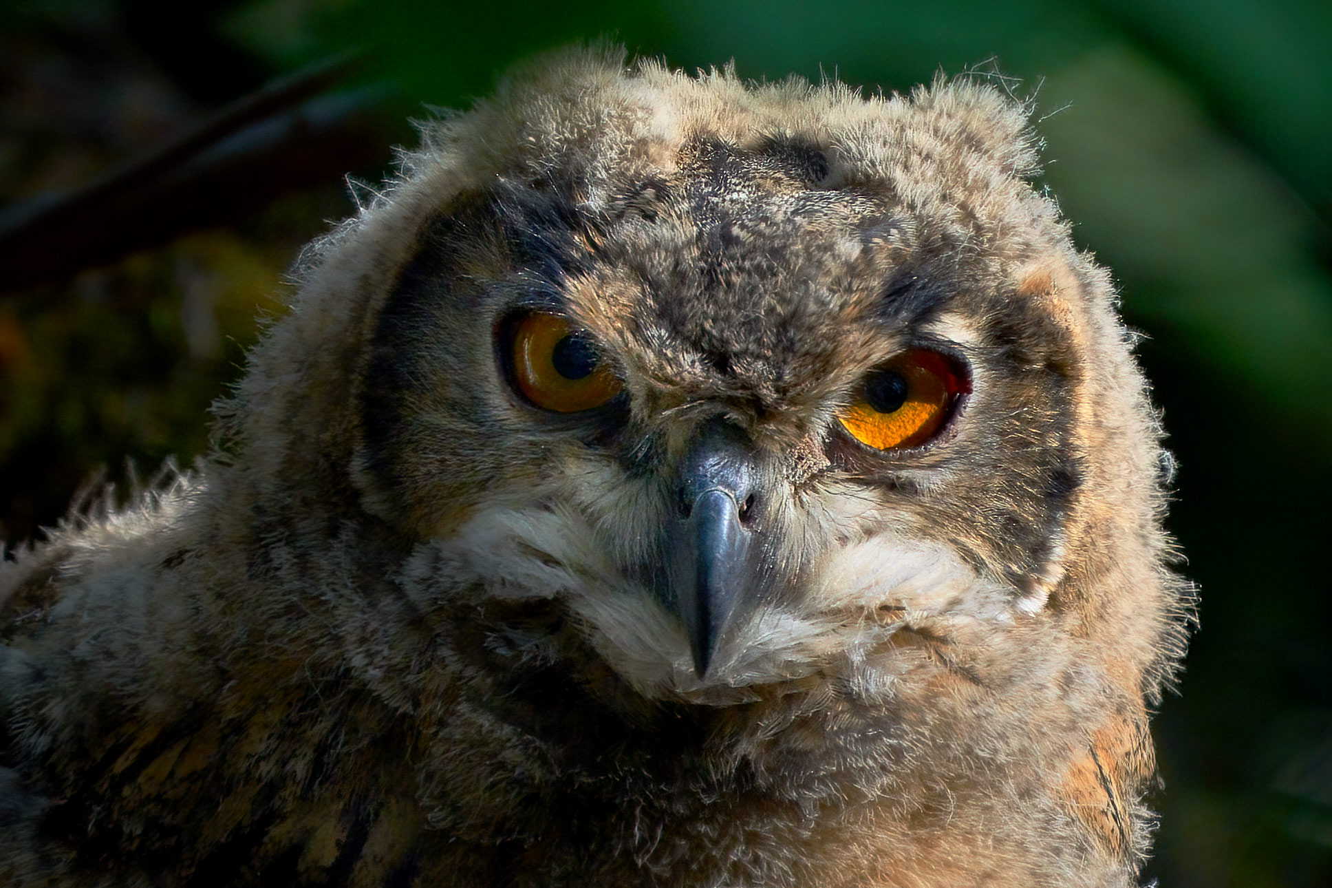 Výr velký (Bubo bubo) hnízdění na Hvozdnici