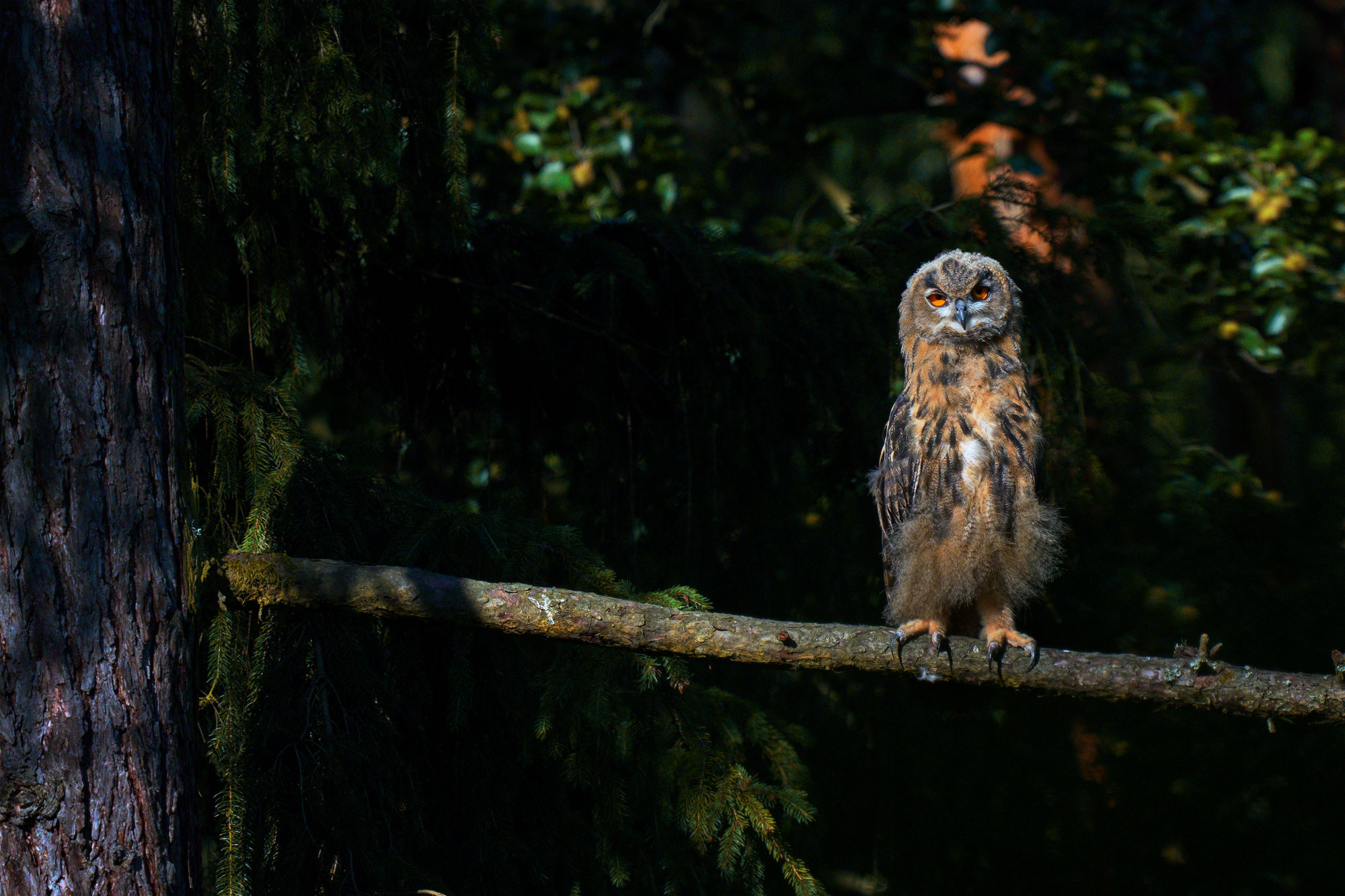 Výr velký (Bubo bubo) hnízdění na Hvozdnici