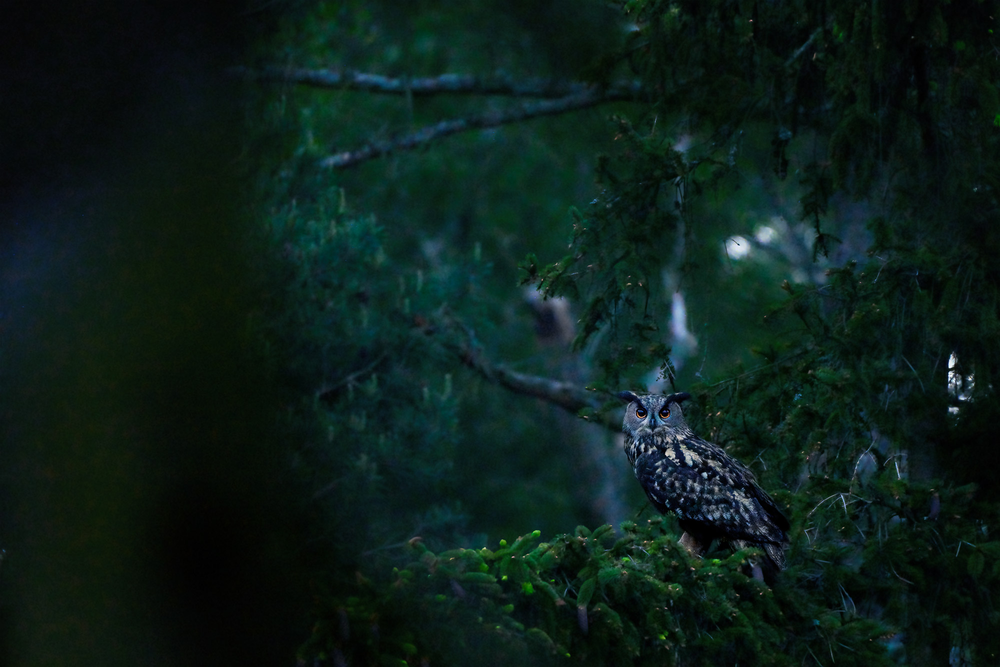 Výr velký (Bubo bubo) hnízdění na Hvozdnici