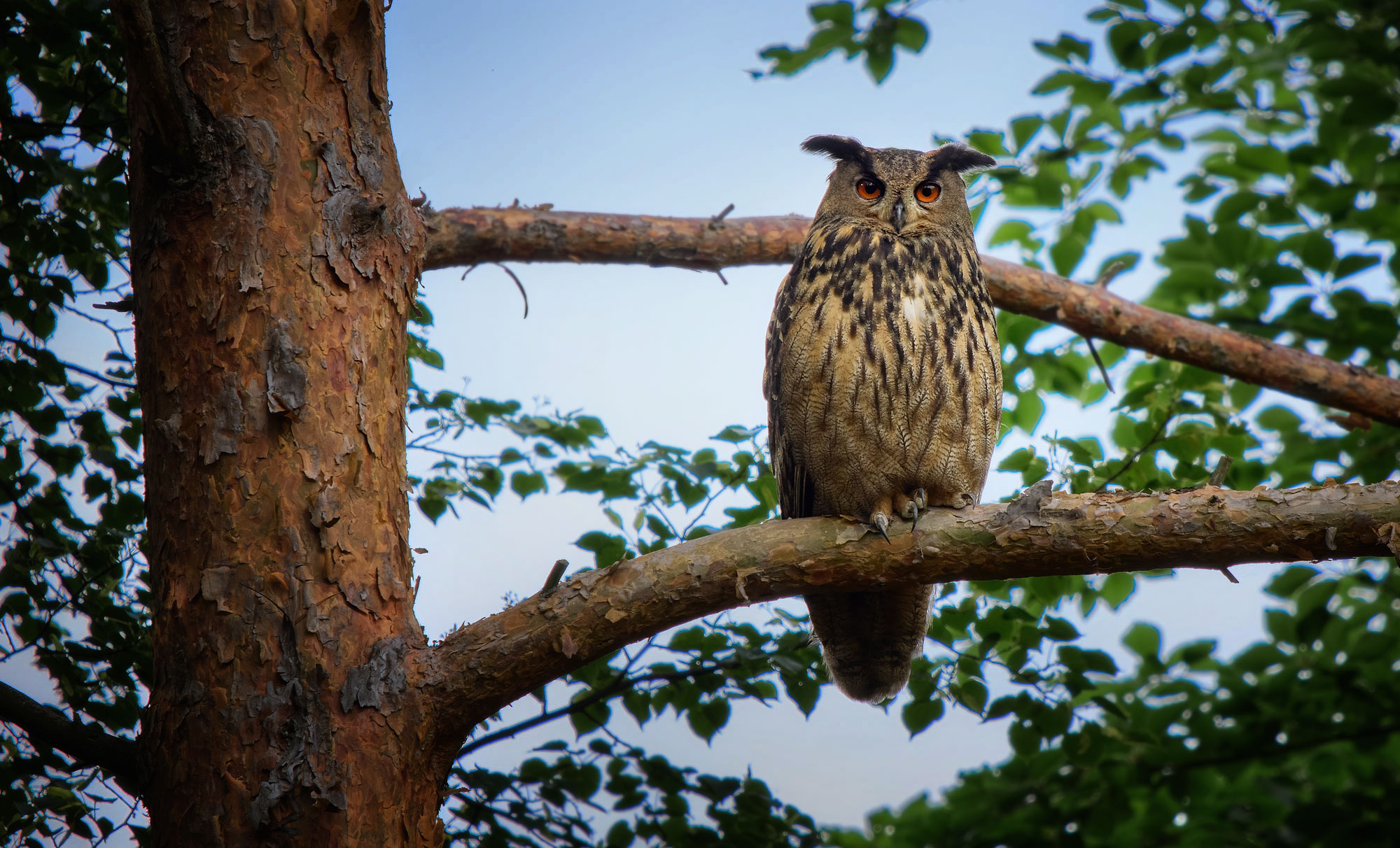 Výr velký (Bubo bubo) hnízdění na Hvozdnici