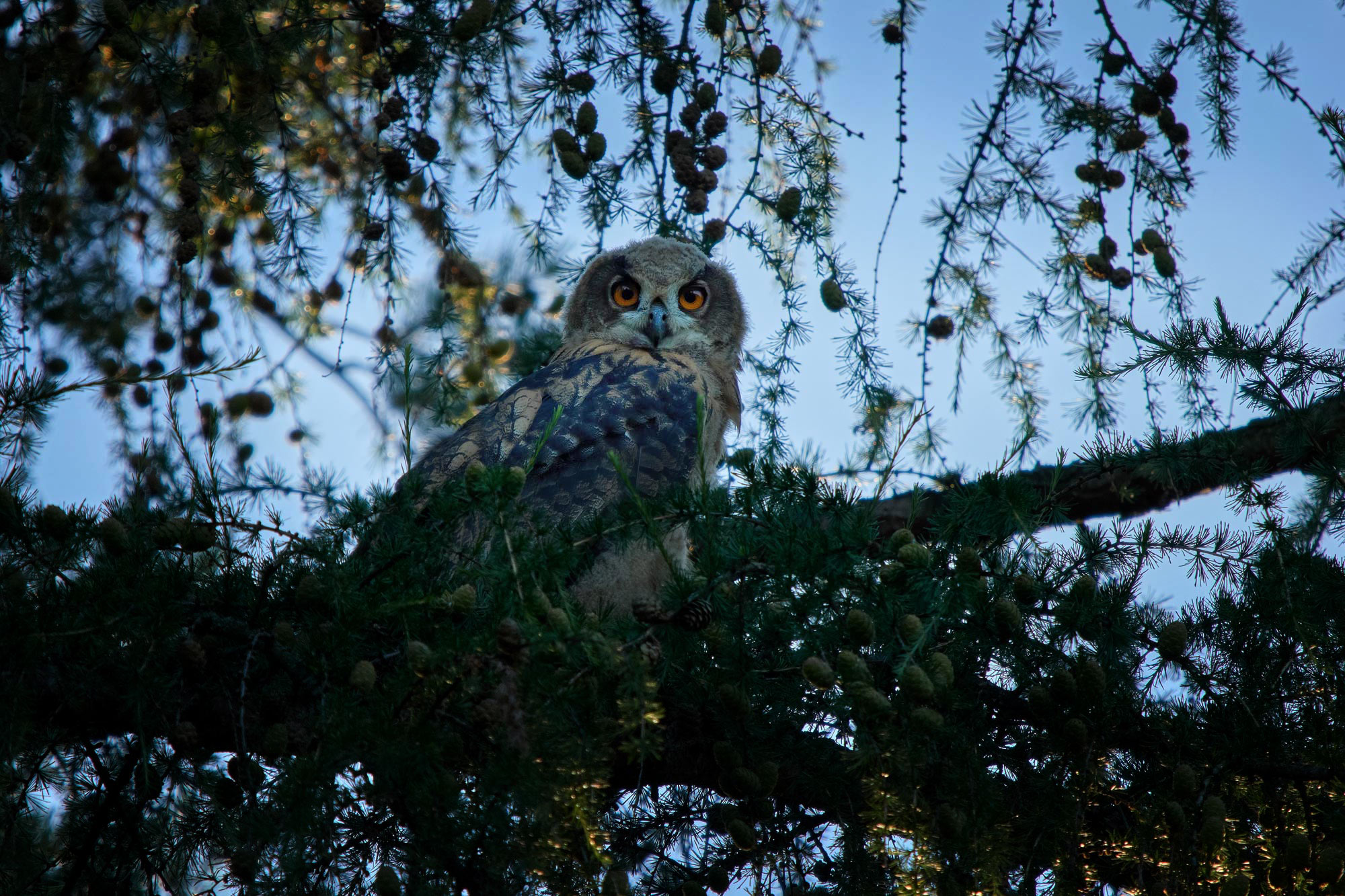 Výr velký (Bubo bubo)