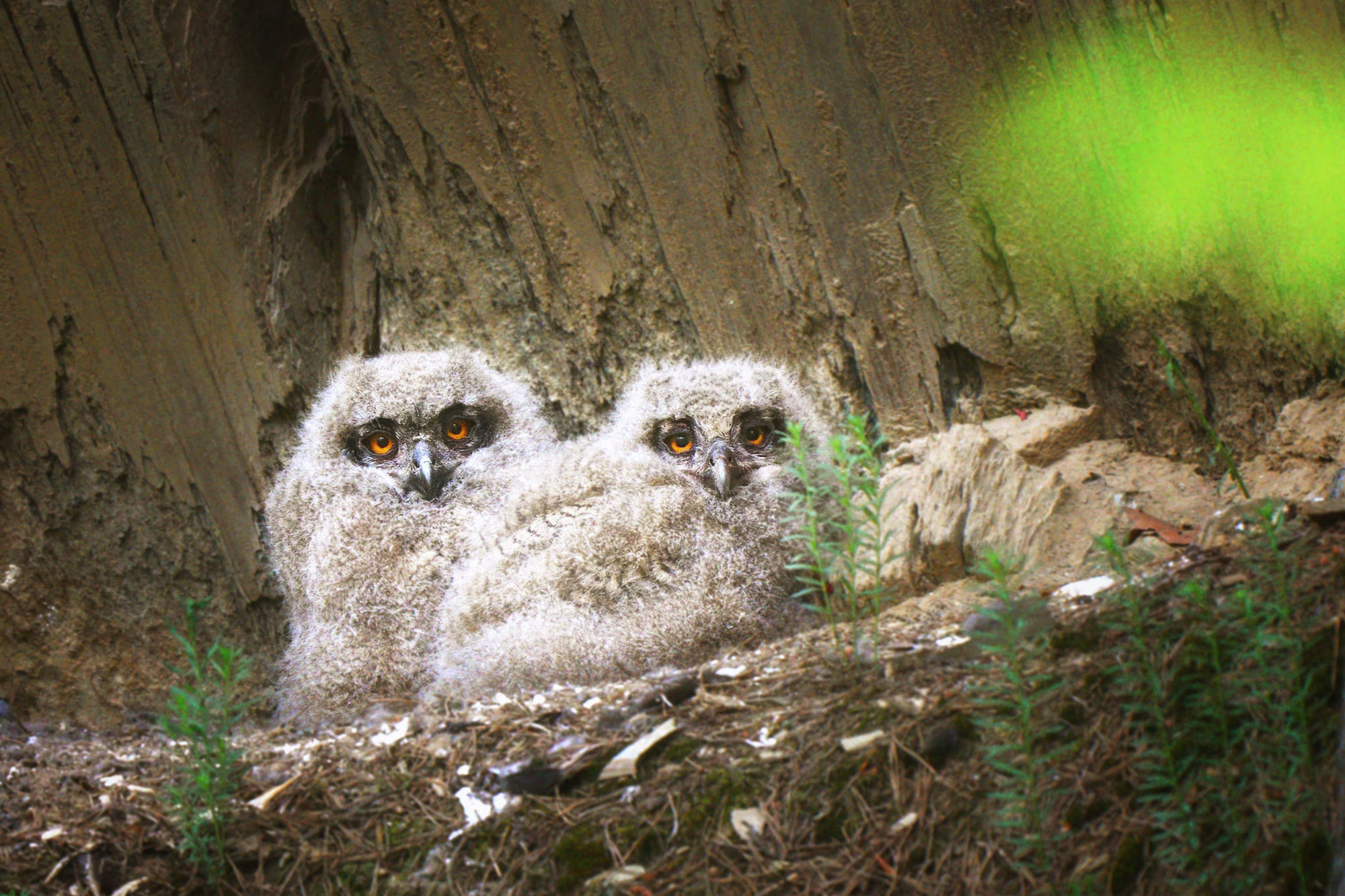 Výr velký (Bubo bubo) hnízdění na Hvozdnici