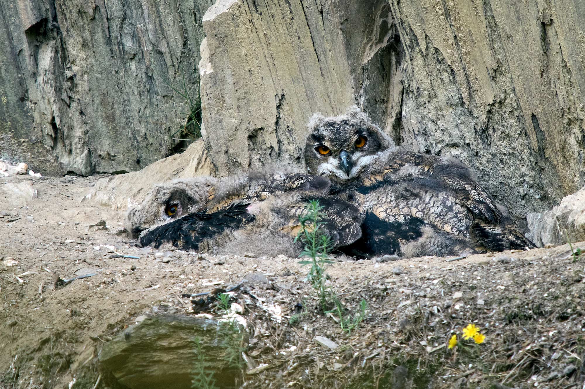 Výr velký (Bubo bubo) hnízdění na Hvozdnici