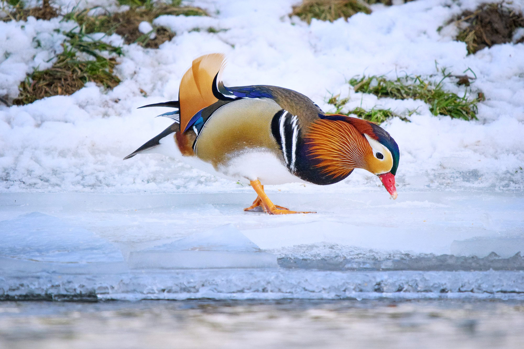 Kachnička mandarinská (Aix galericulata)