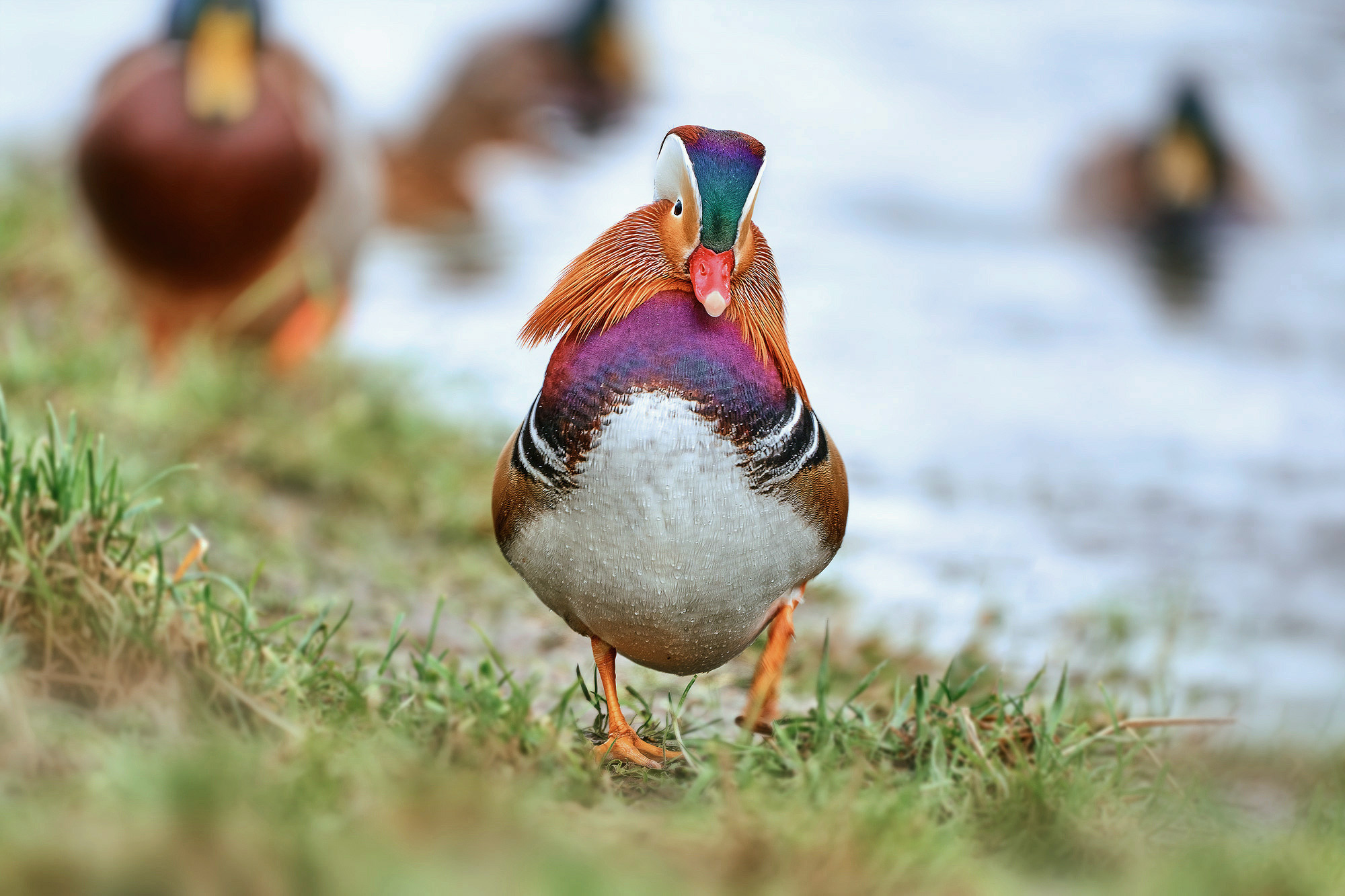 Kachnička mandarinská (Aix galericulata)