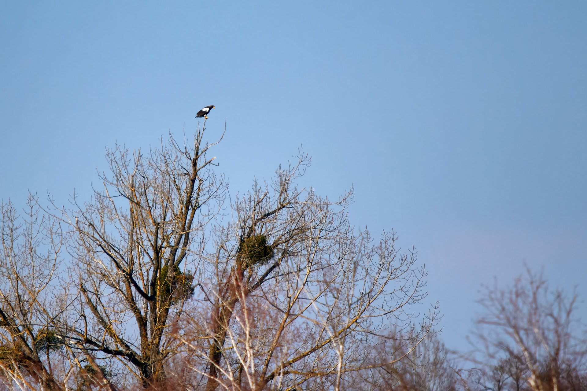 Orel východní (Haliaeetus pelagicus)