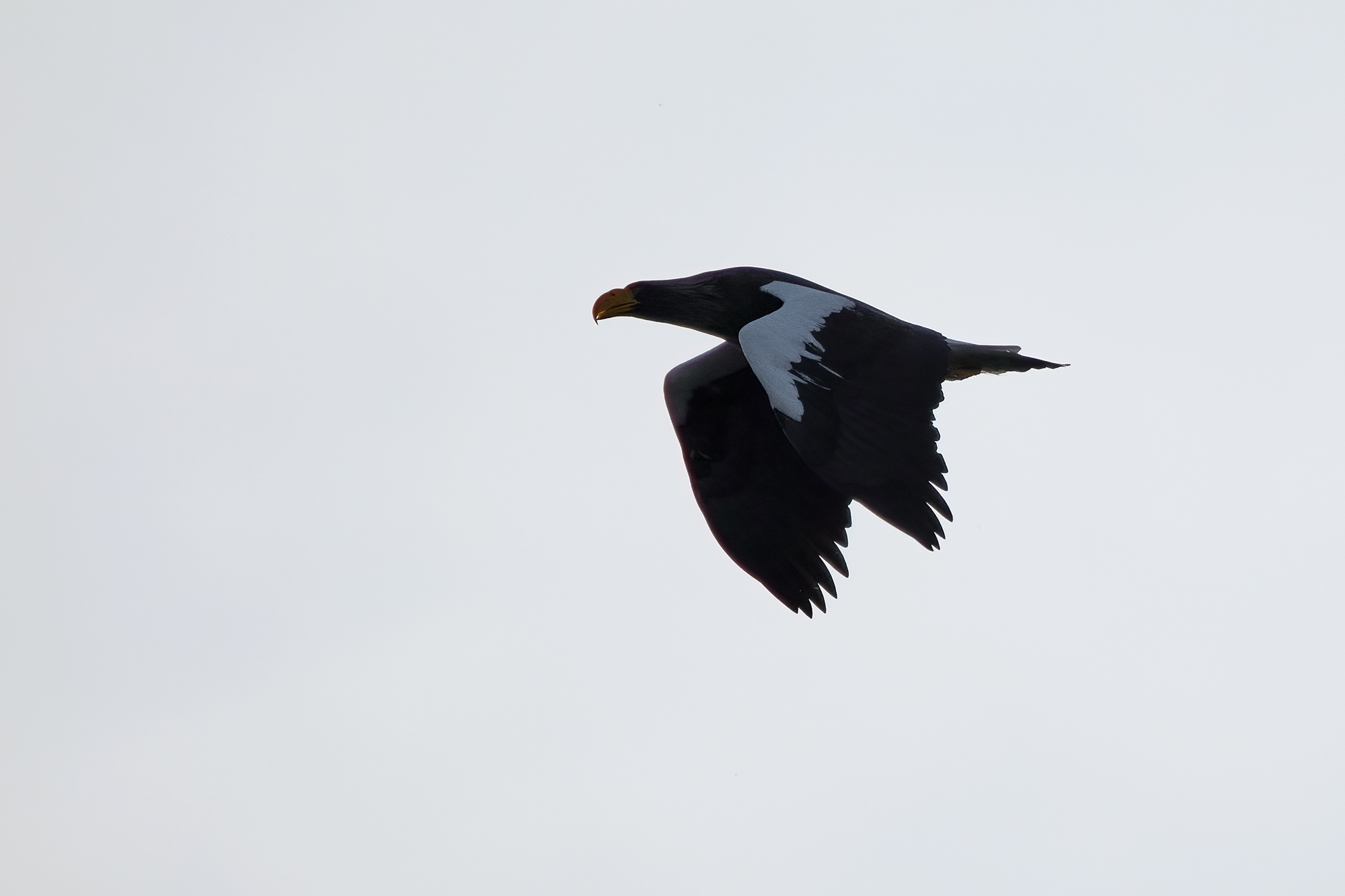 Orel východní (Haliaeetus pelagicus)