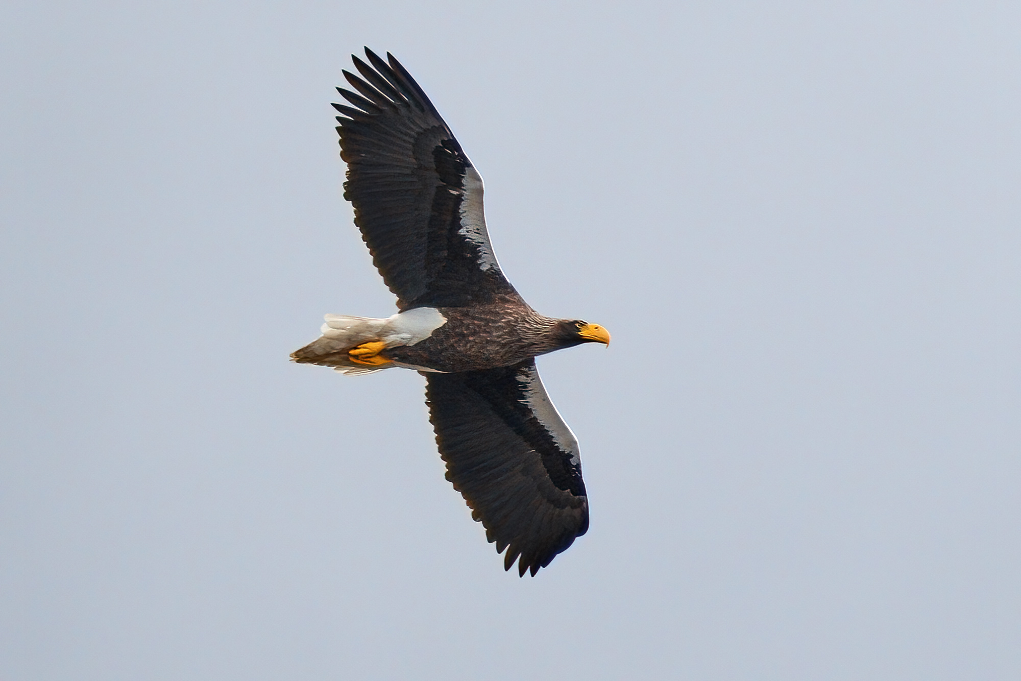 Orel východní (Haliaeetus pelagicus)