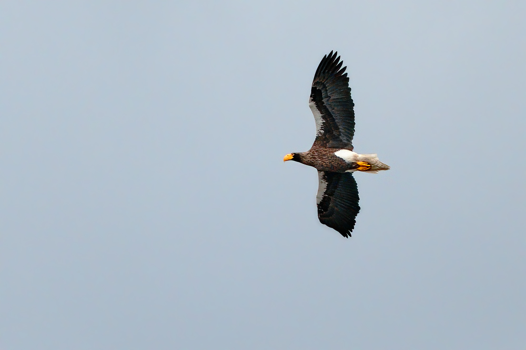 Orel východní (Haliaeetus pelagicus)