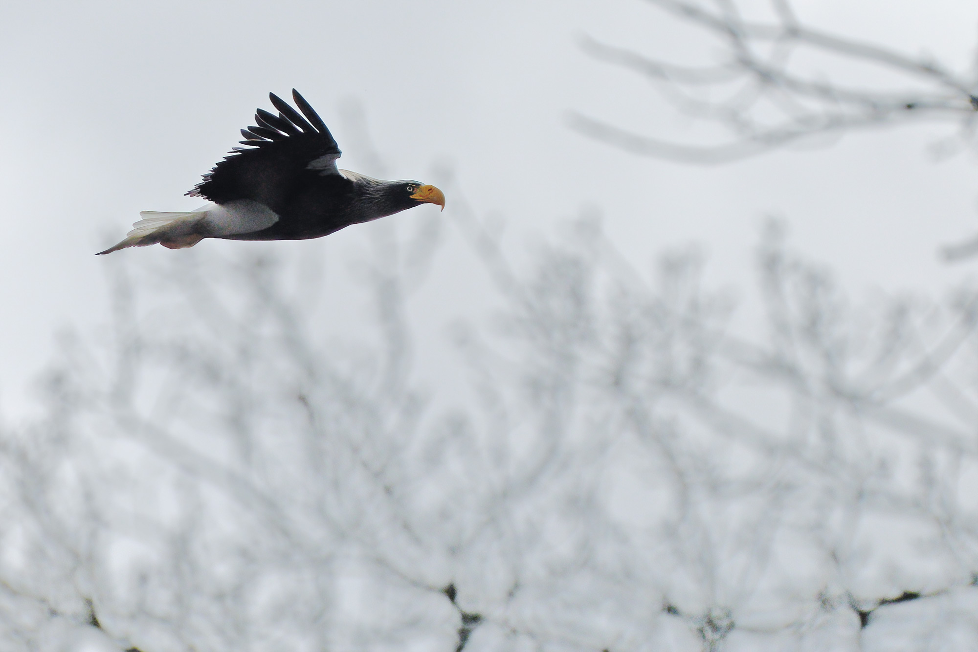 Orel východní (Haliaeetus pelagicus)