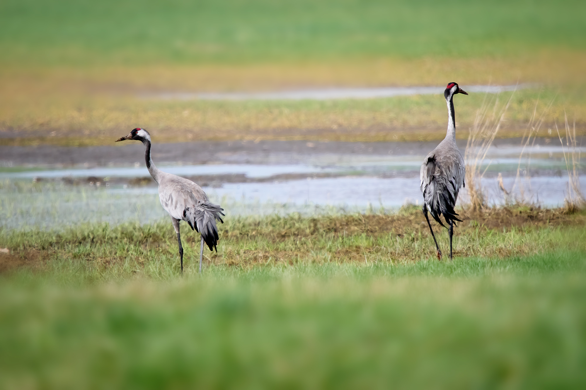 Jeřáb popelavý (Grus grus)