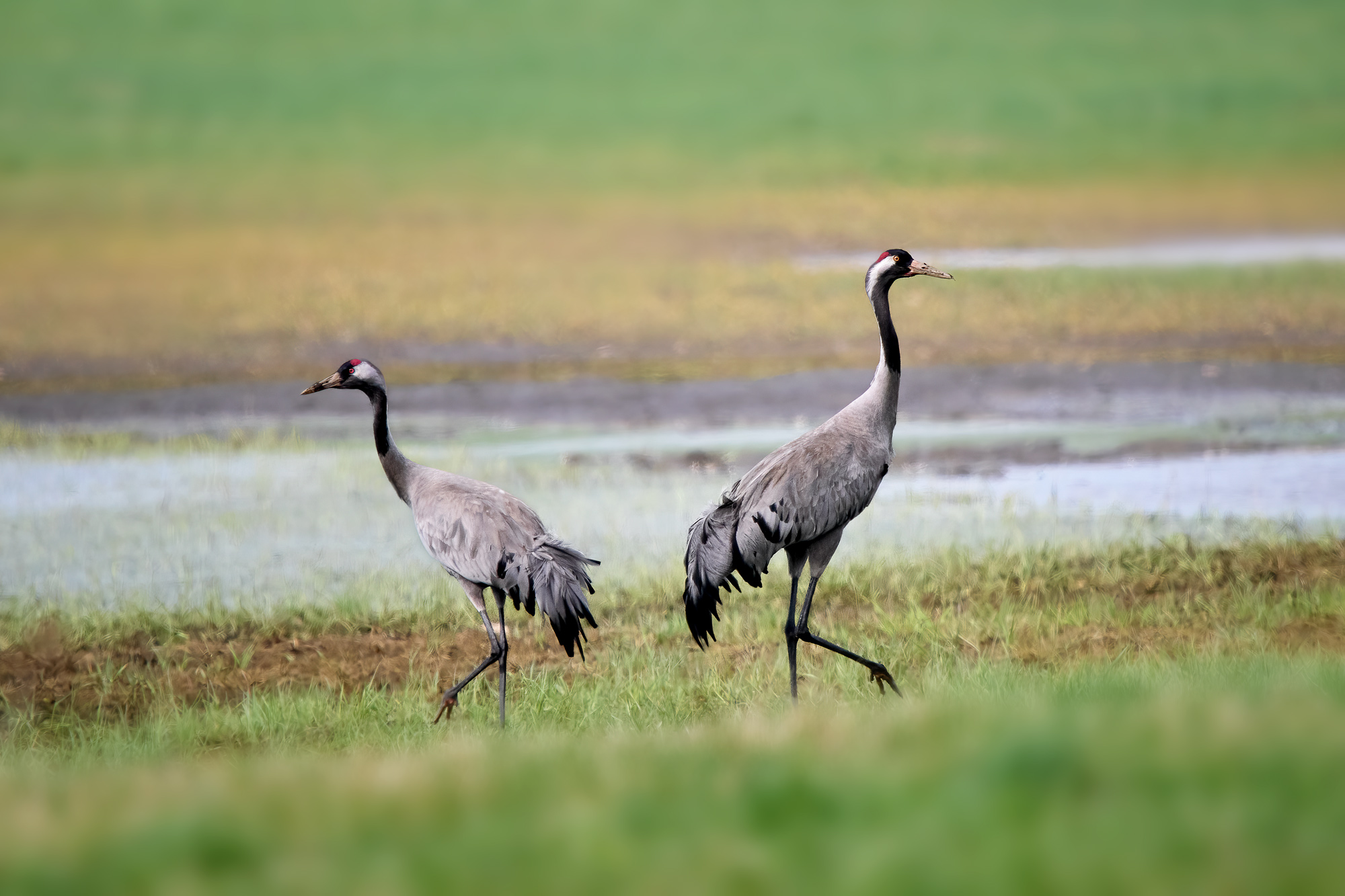 Jeřáb popelavý (Grus grus)