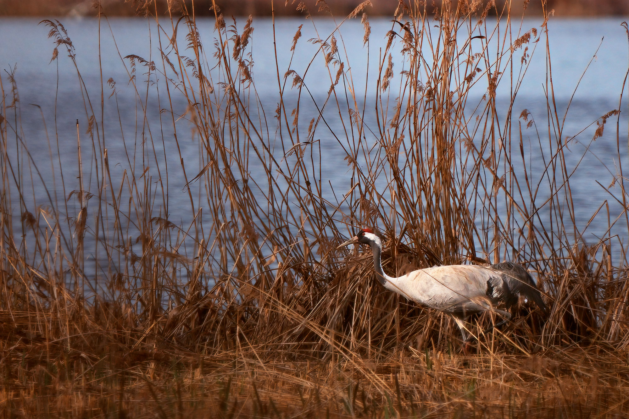 Jeřáb popelavý (Grus grus)