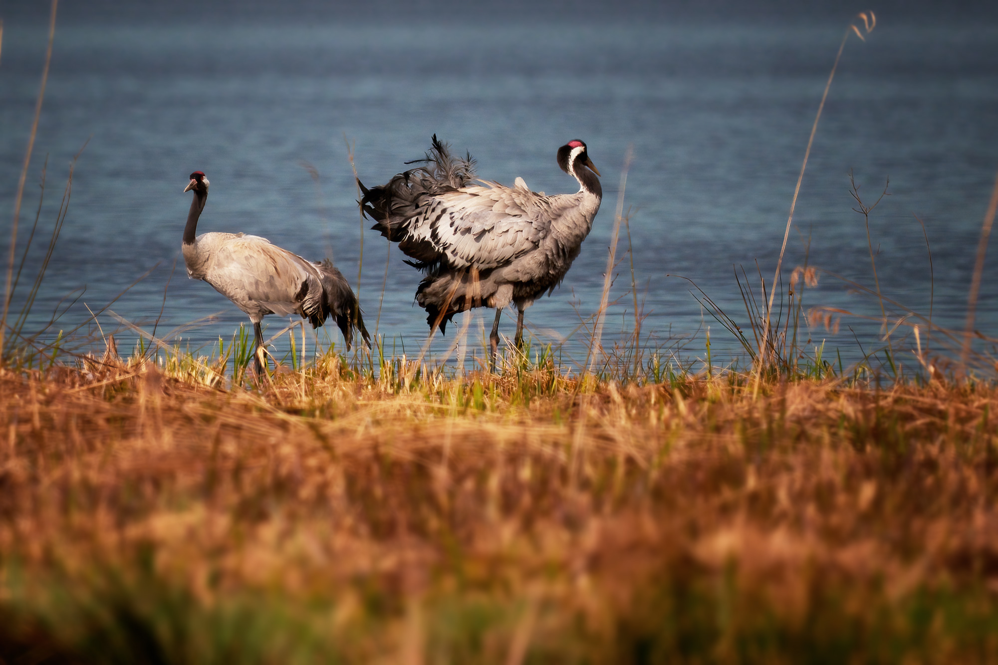 Jeřáb popelavý (Grus grus)