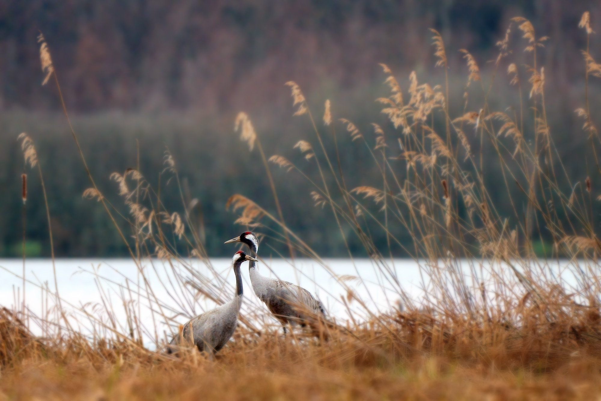 Jeřáb popelavý (Grus grus)