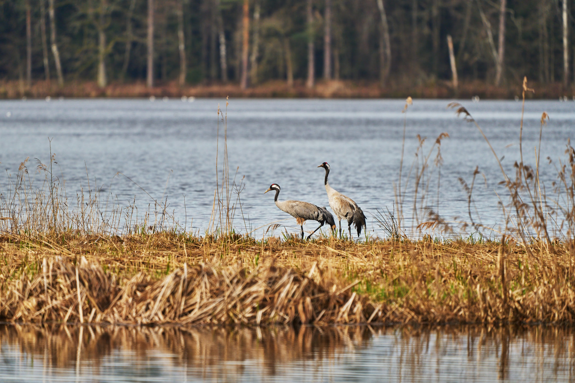 Jeřáb popelavý (Grus grus)