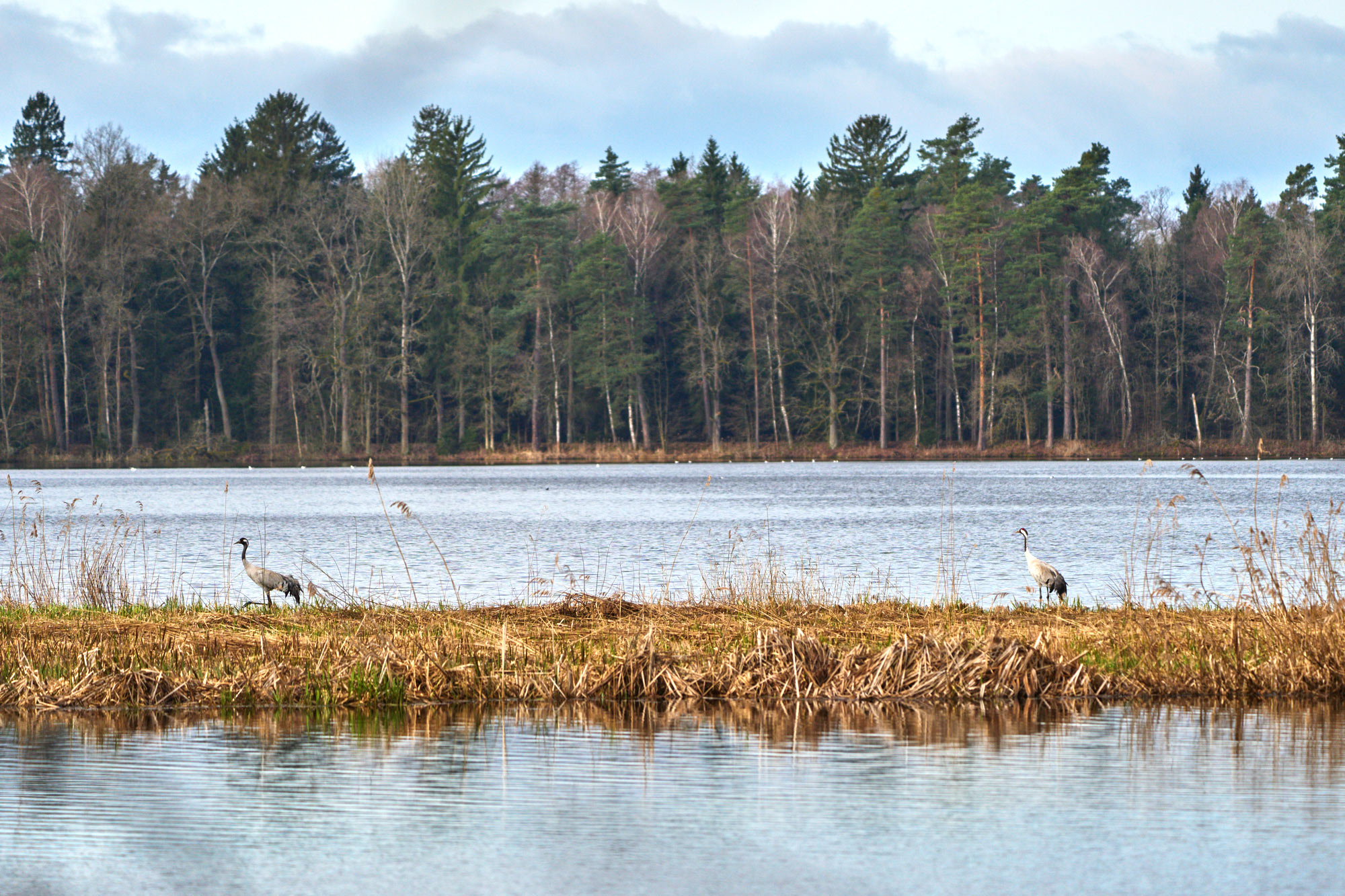 Jeřáb popelavý (Grus grus)