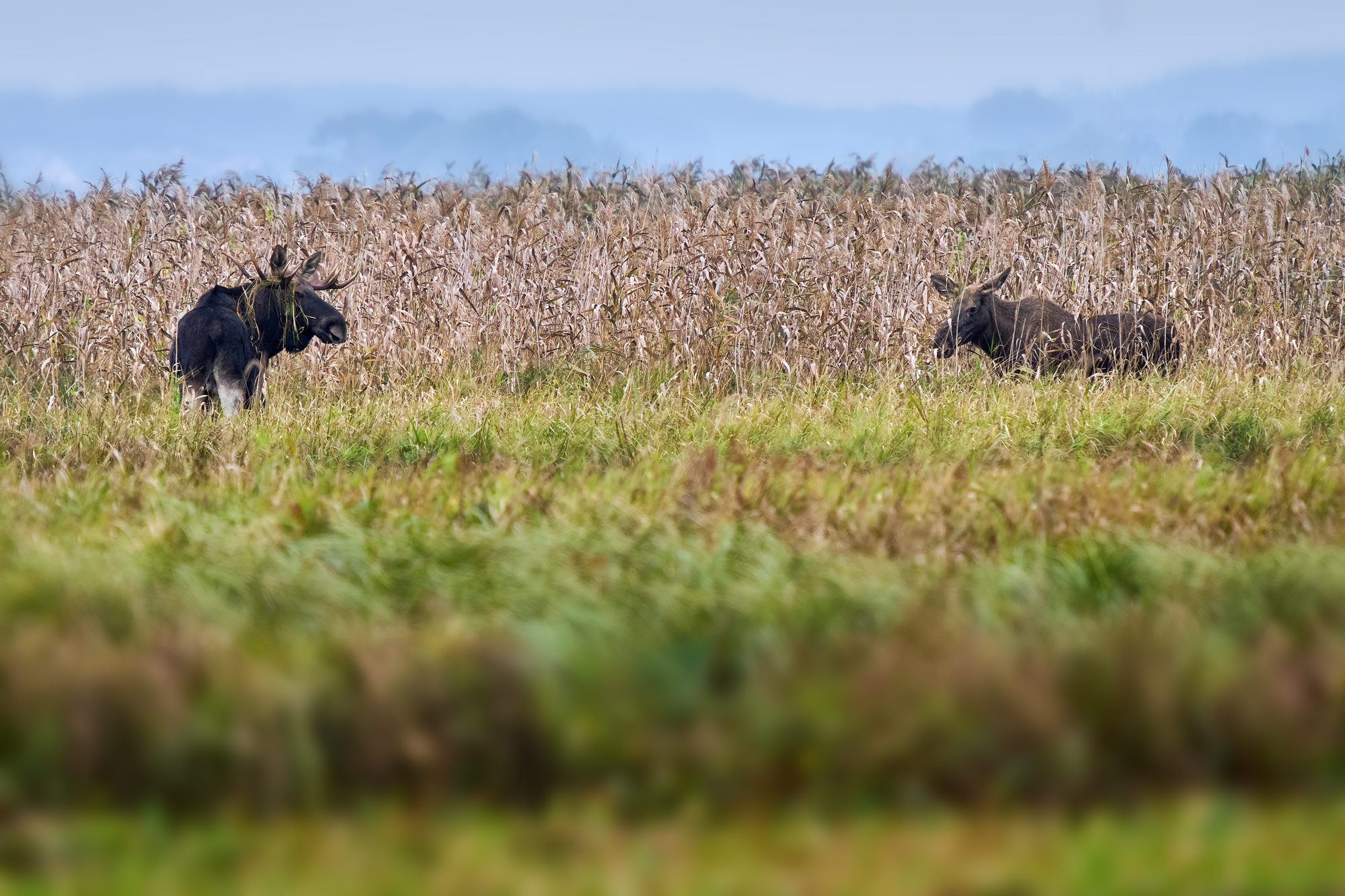 Los evropský (Alces alces) u Biebrzy