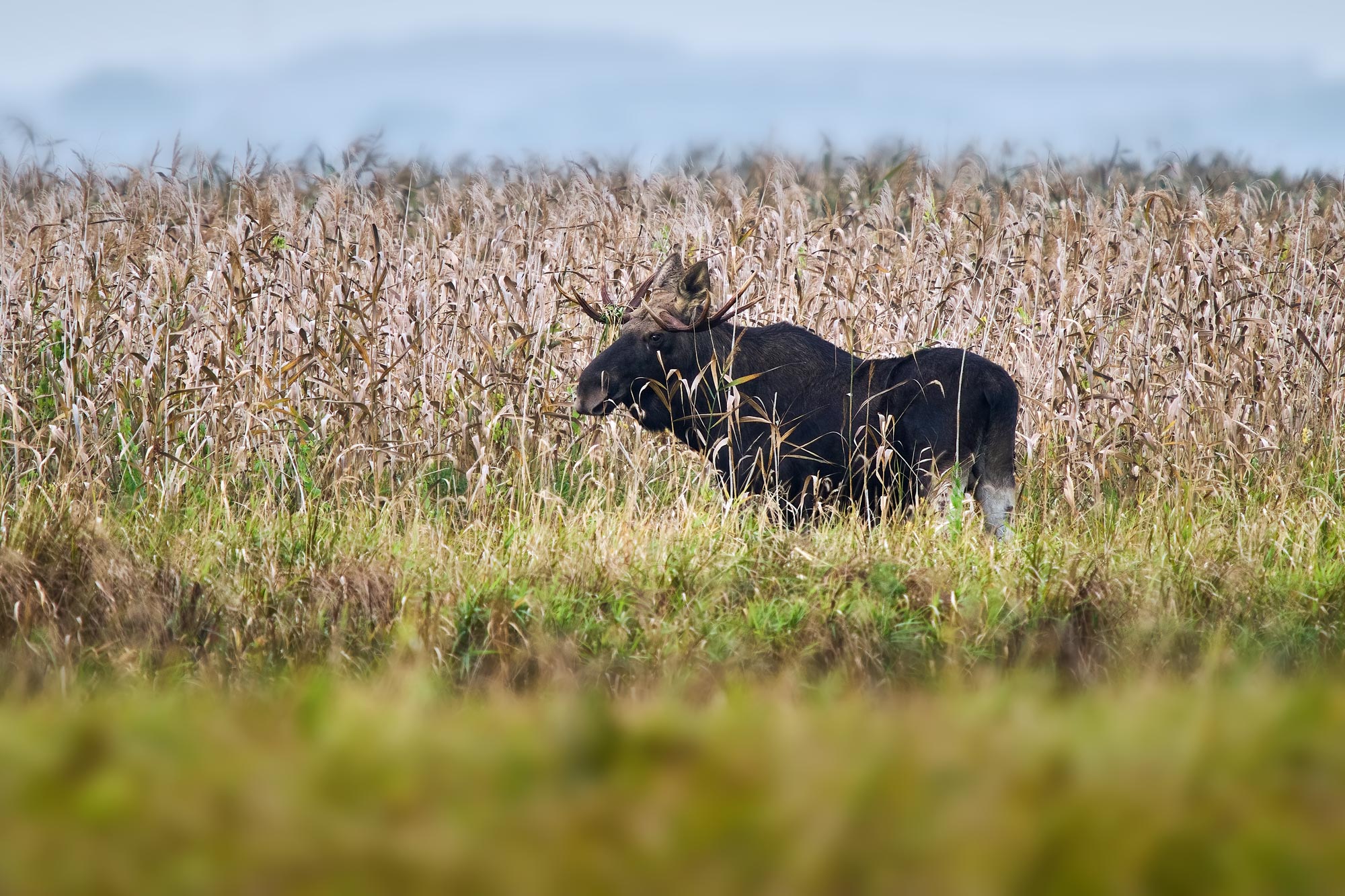 Los evropský (Alces alces) u Biebrzy