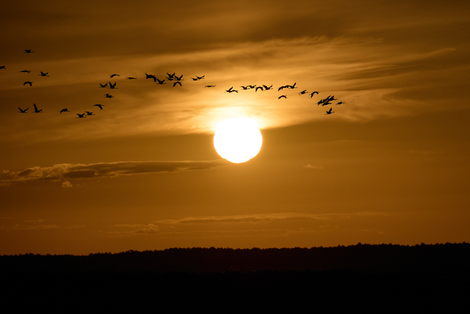 Jeřábi popelaví táhnou v západu slunce nad Biebrzou