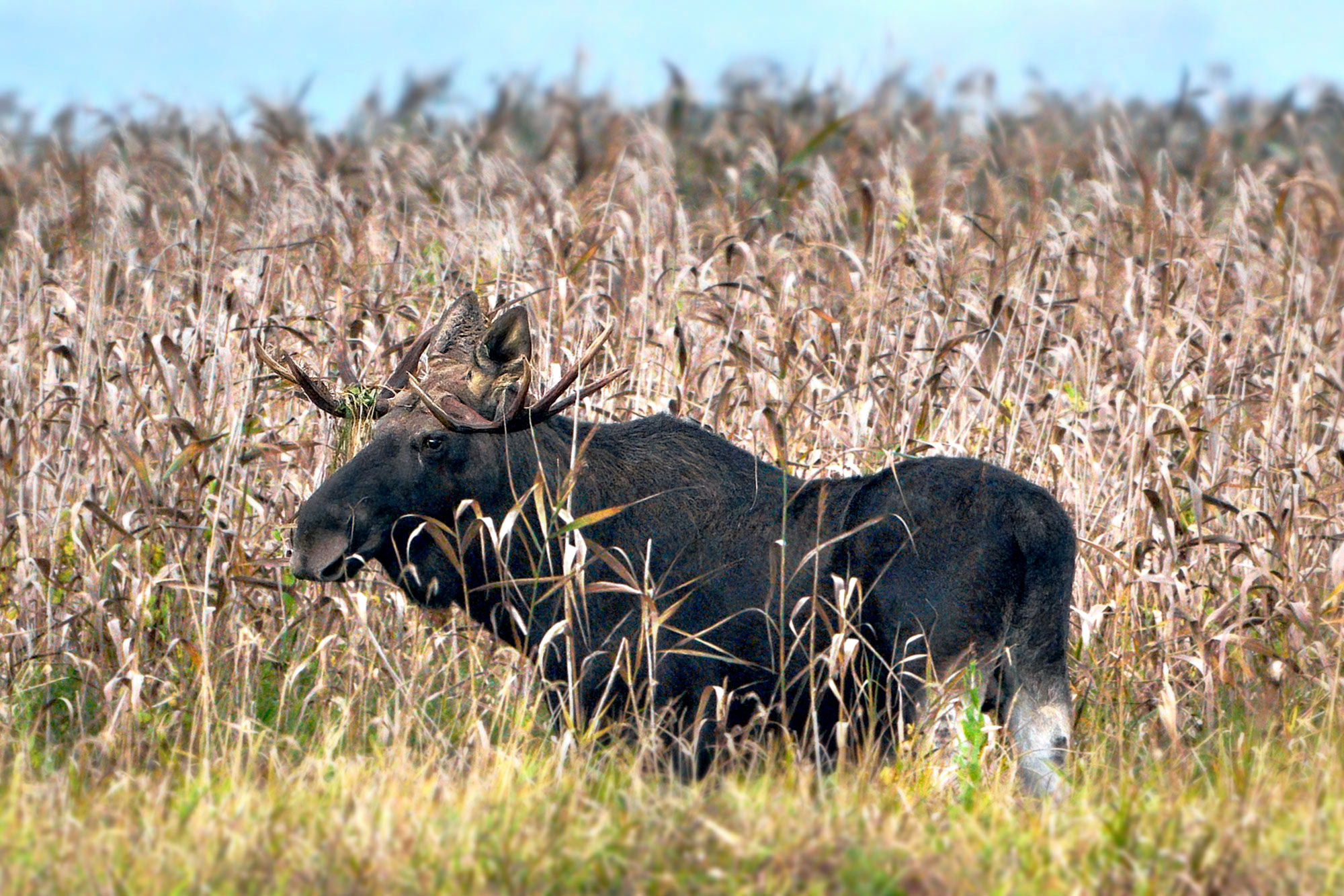 Los evropský (Alces alces) u Biebrzy