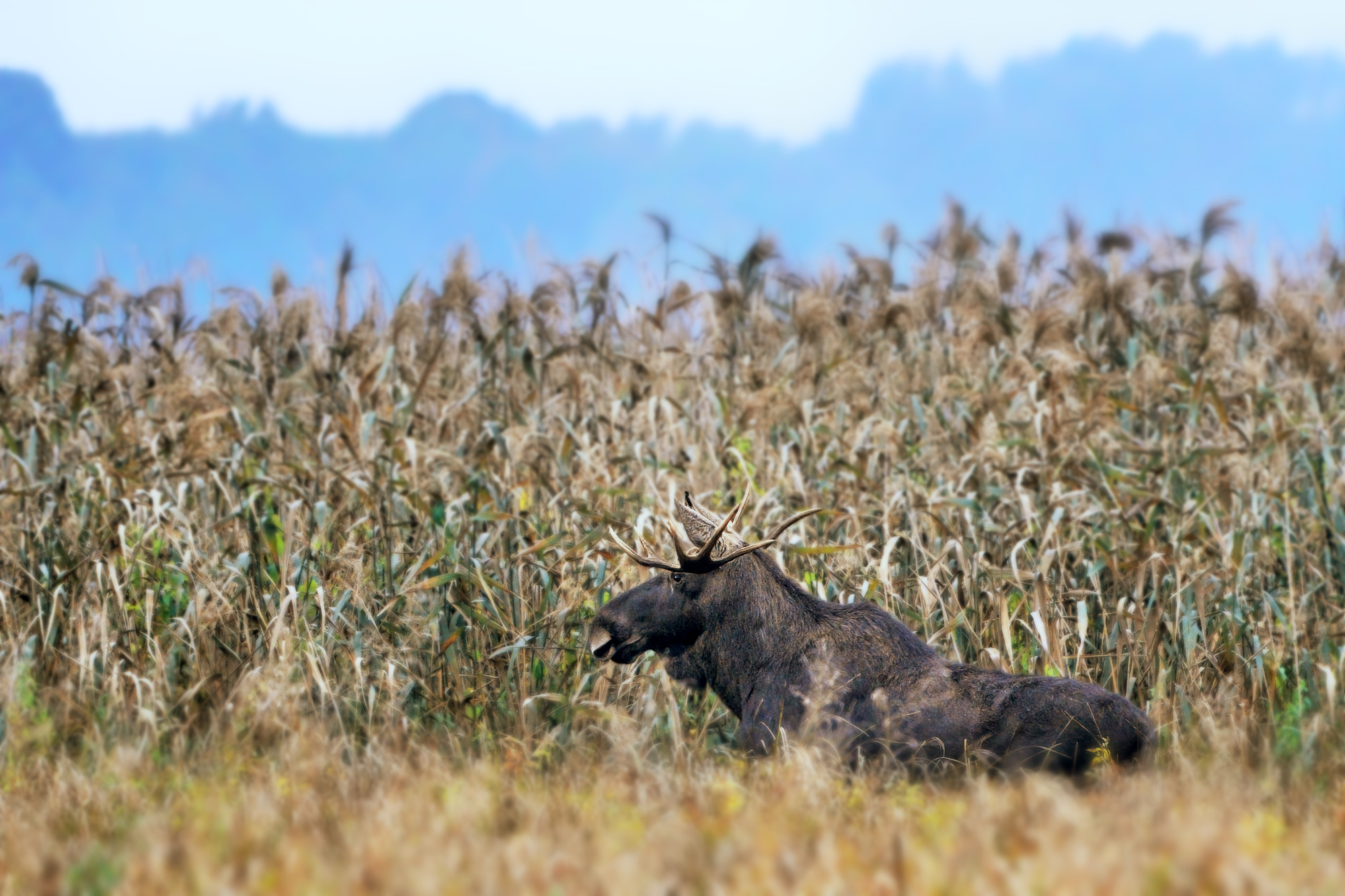 Los evropský (Alces alces) u Biebrzy