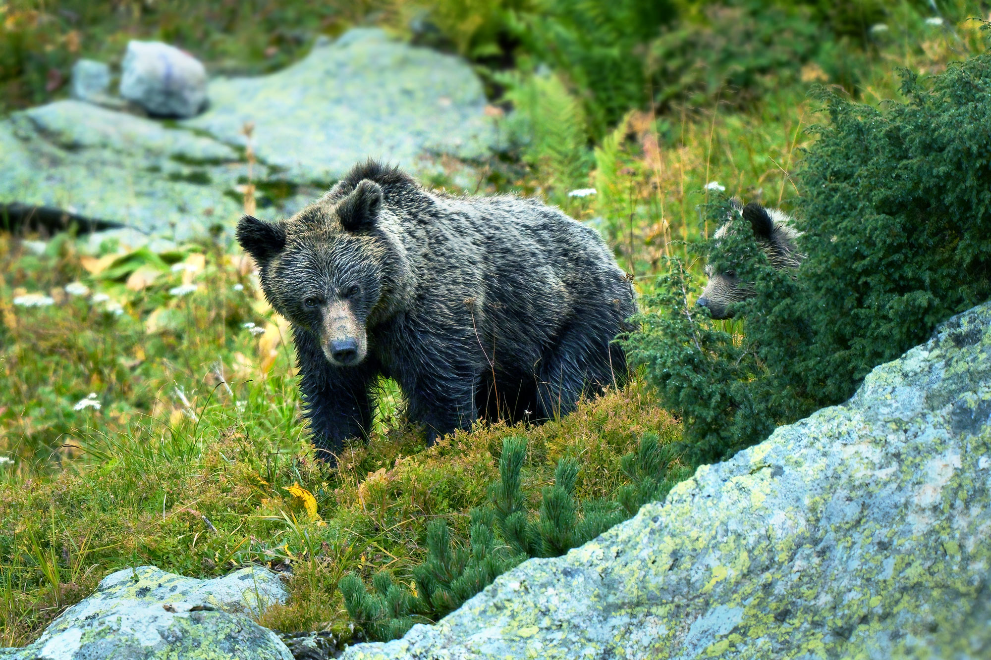 Medvěd hnědý (Ursus arctos) Západní tatry Slovensko