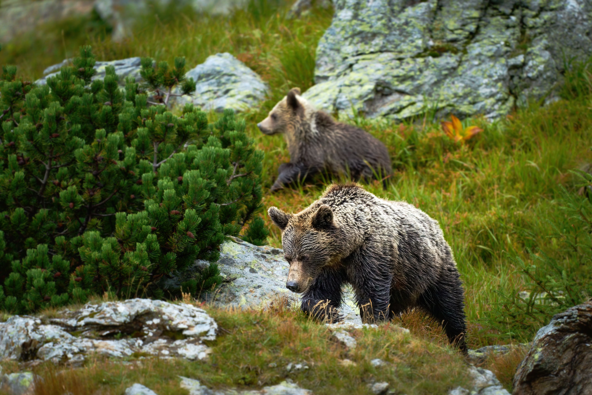 Medvěd hnědý Ursus arctos Západní tatry