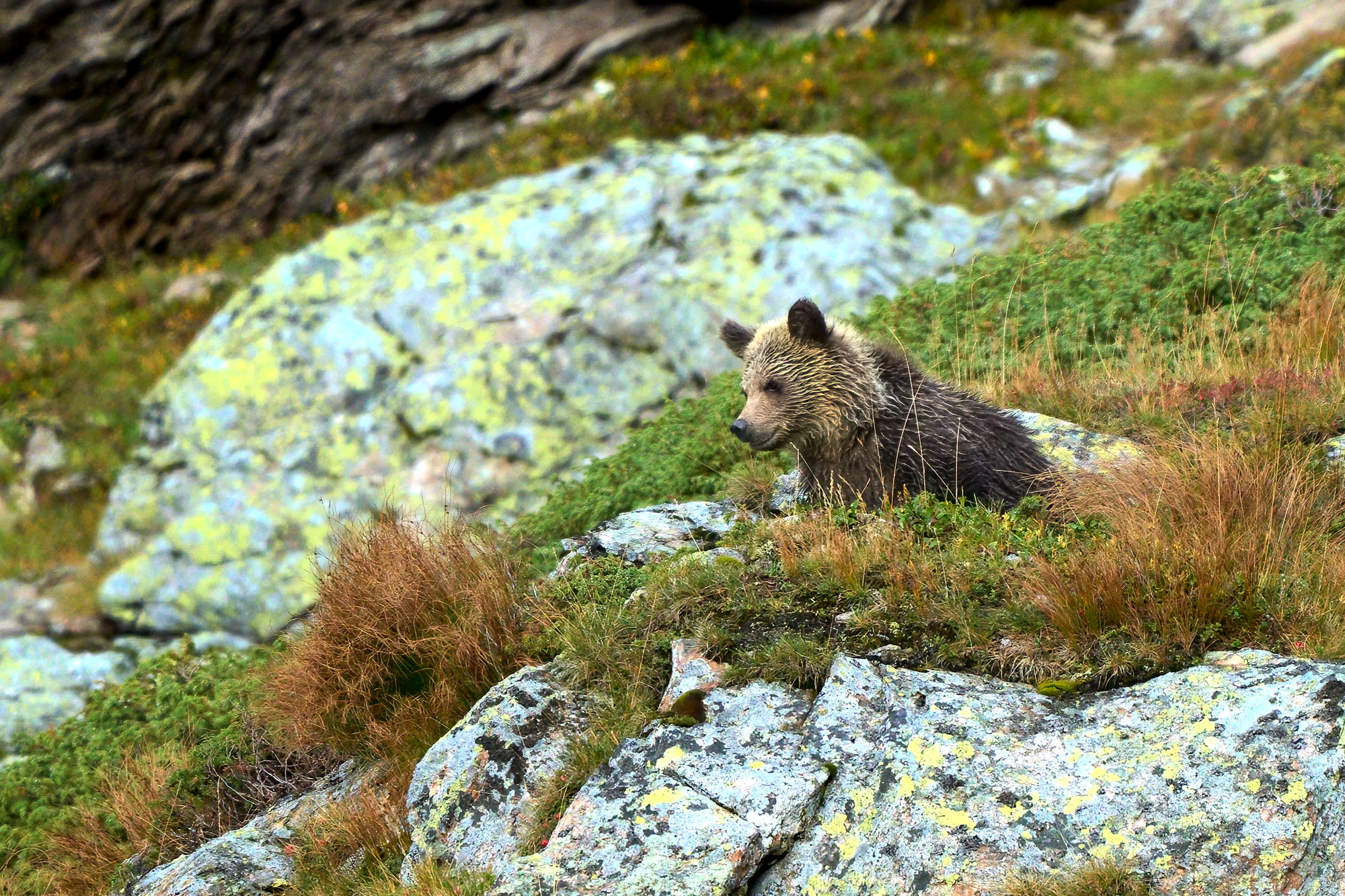 Medvěd hnědý (Ursus arctos) Západní tatry Slovensko